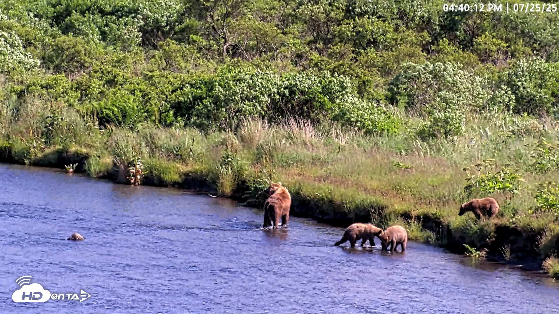 Snapshot of Kodiak Alaska Brown Bears Live Webcam taken Jul 25, 2025, 4:41pm AKDT