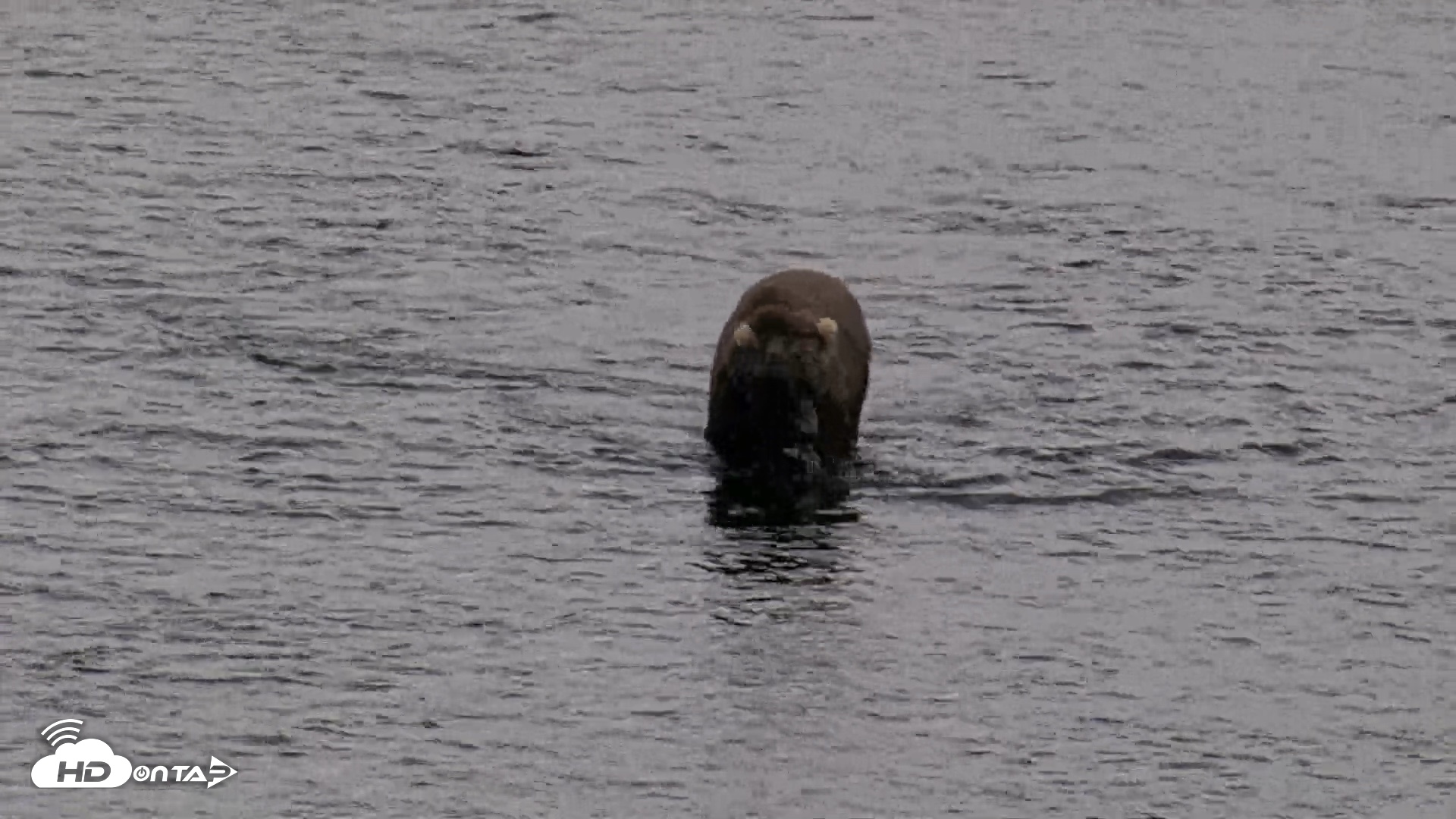 Snapshot of Kodiak Alaska Brown Bears Live Webcam taken Aug 20, 2026, 5:48pm AKDT