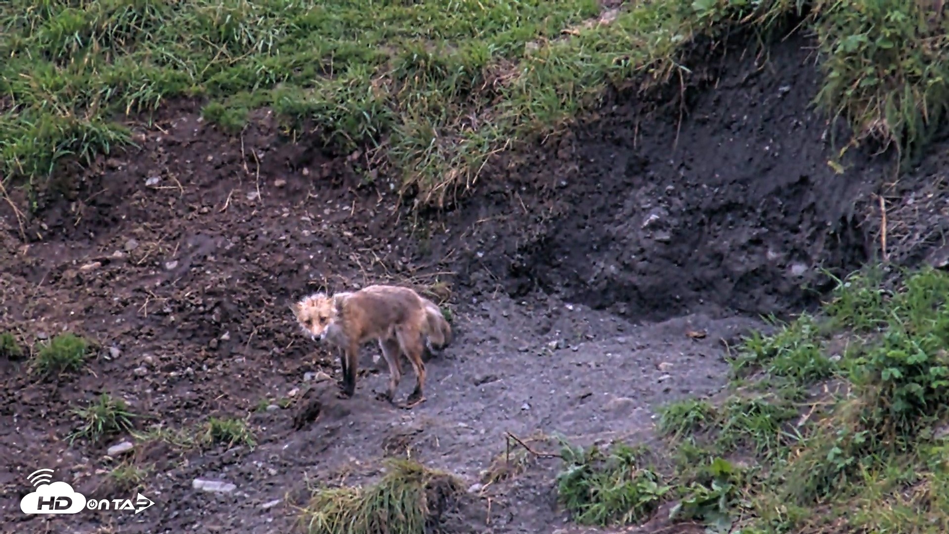Snapshot of Kodiak Alaska Brown Bears Live Webcam taken Aug 18, 2026, 9:33pm AKDT