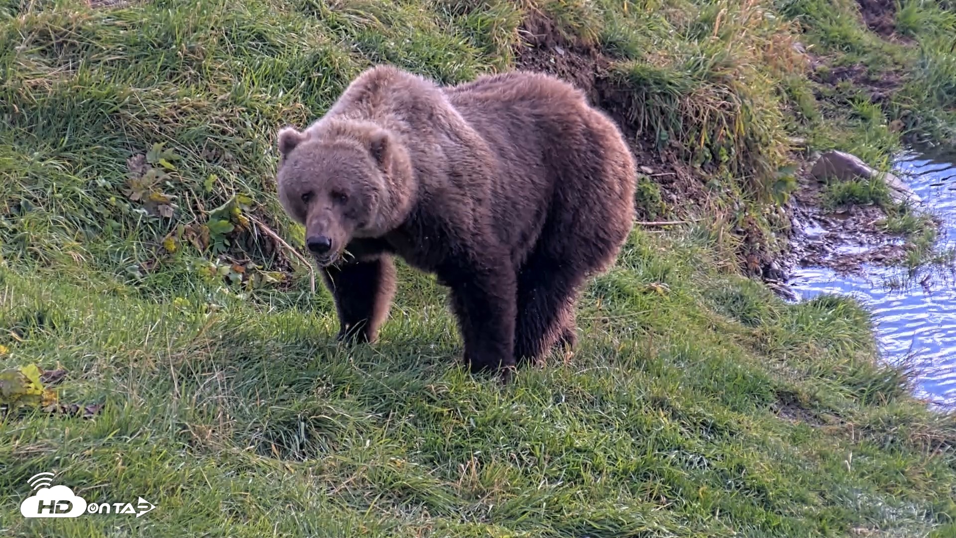Snapshot of Kodiak Alaska Brown Bears Live Webcam taken Oct 7, 2026, 12:58pm AKDT