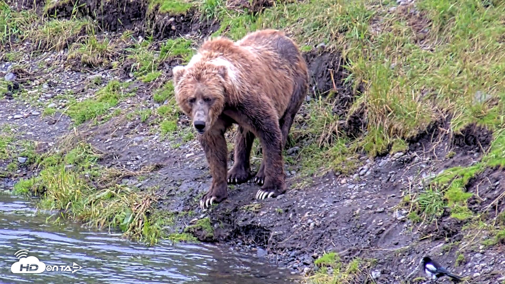 Snapshot of Kodiak Alaska Brown Bears Live Webcam taken Aug 4, 2026, 5:29pm AKDT