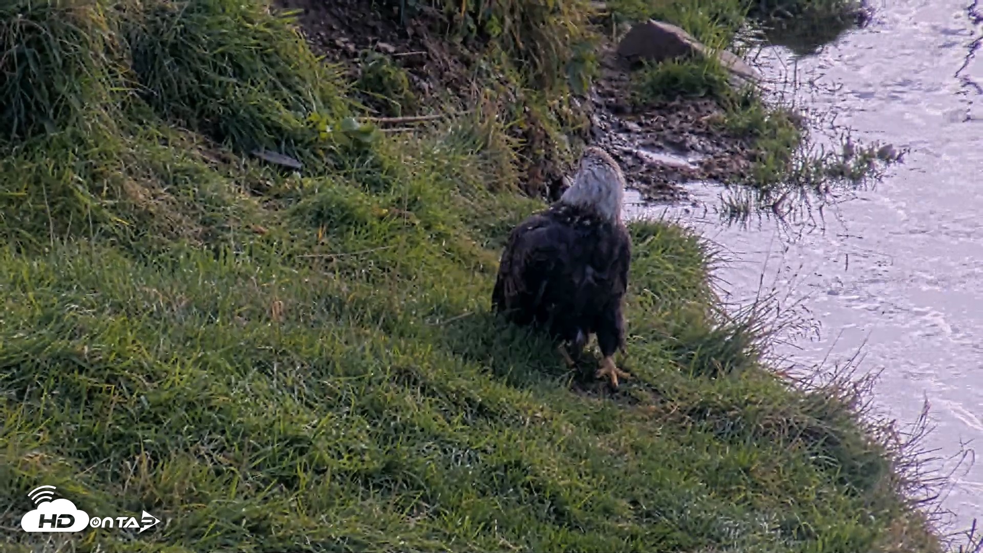 Snapshot of Kodiak Alaska Brown Bears Live Webcam taken Oct 8, 2026, 12:43pm AKDT