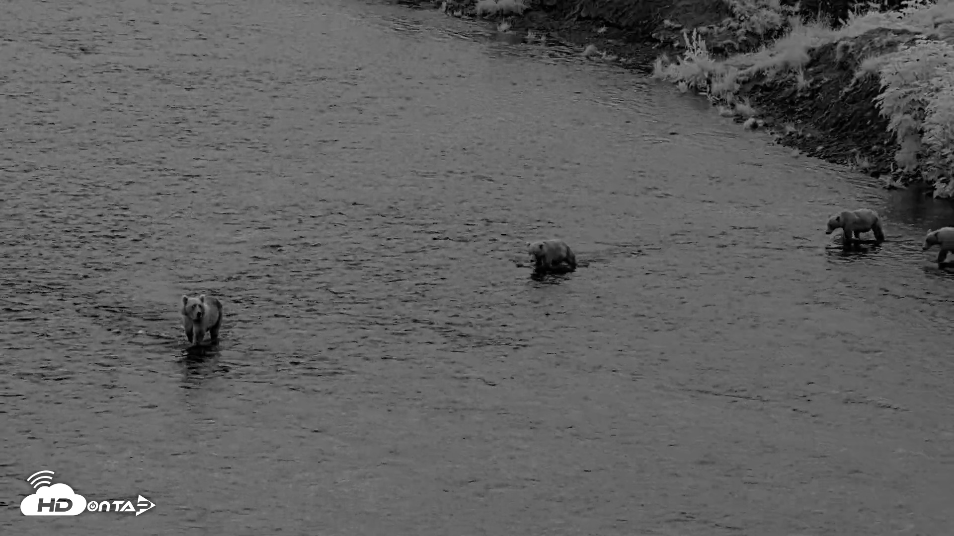 Snapshot of Kodiak Alaska Brown Bears Live Webcam taken Aug 12, 2026, 6:23am AKDT