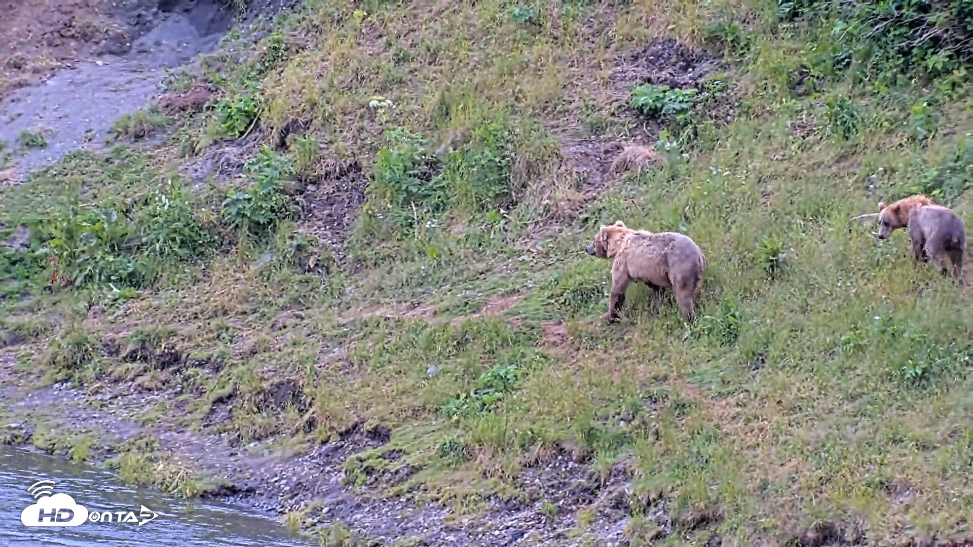Snapshot of Kodiak Alaska Brown Bears Live Webcam taken Aug 3, 2026, 2:08pm AKDT