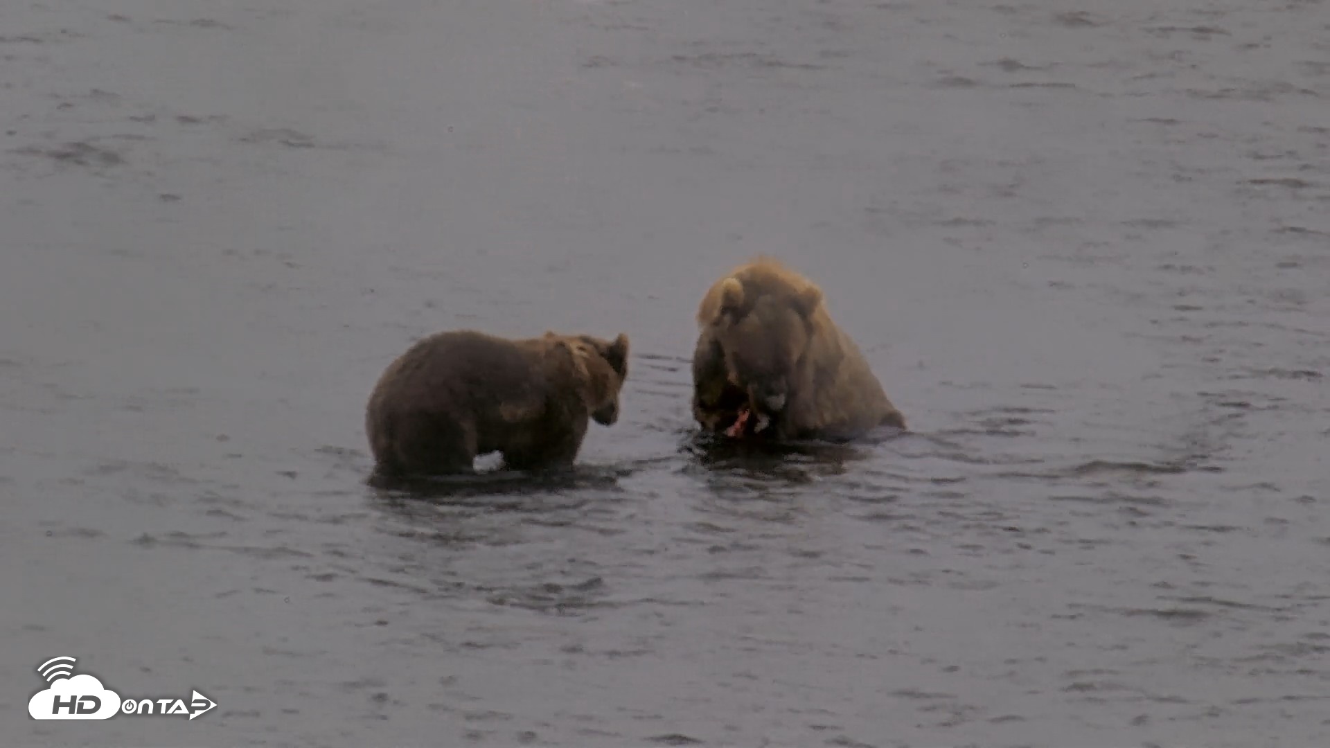 Snapshot of Kodiak Alaska Brown Bears Live Webcam taken Aug 16, 2026, 2:59pm AKDT