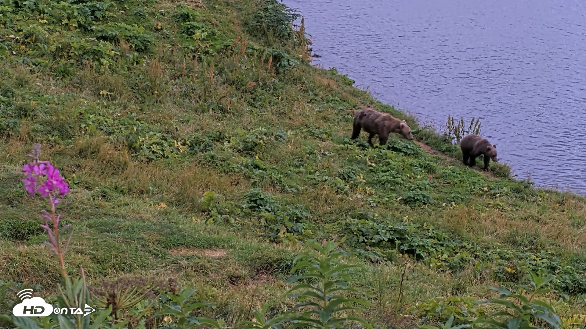 Snapshot of Kodiak Alaska Brown Bears Live Webcam taken Aug 20, 2026, 8:33pm AKDT