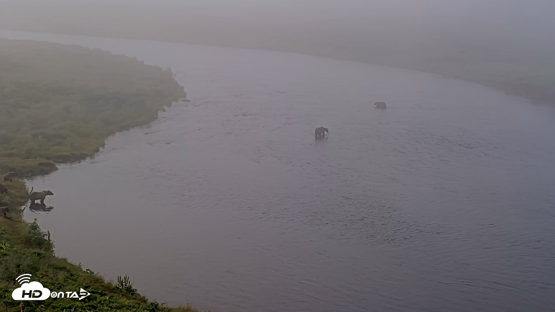 Snapshot of Kodiak Alaska Brown Bears Live Webcam taken Aug 8, 2026, 7:55am AKDT