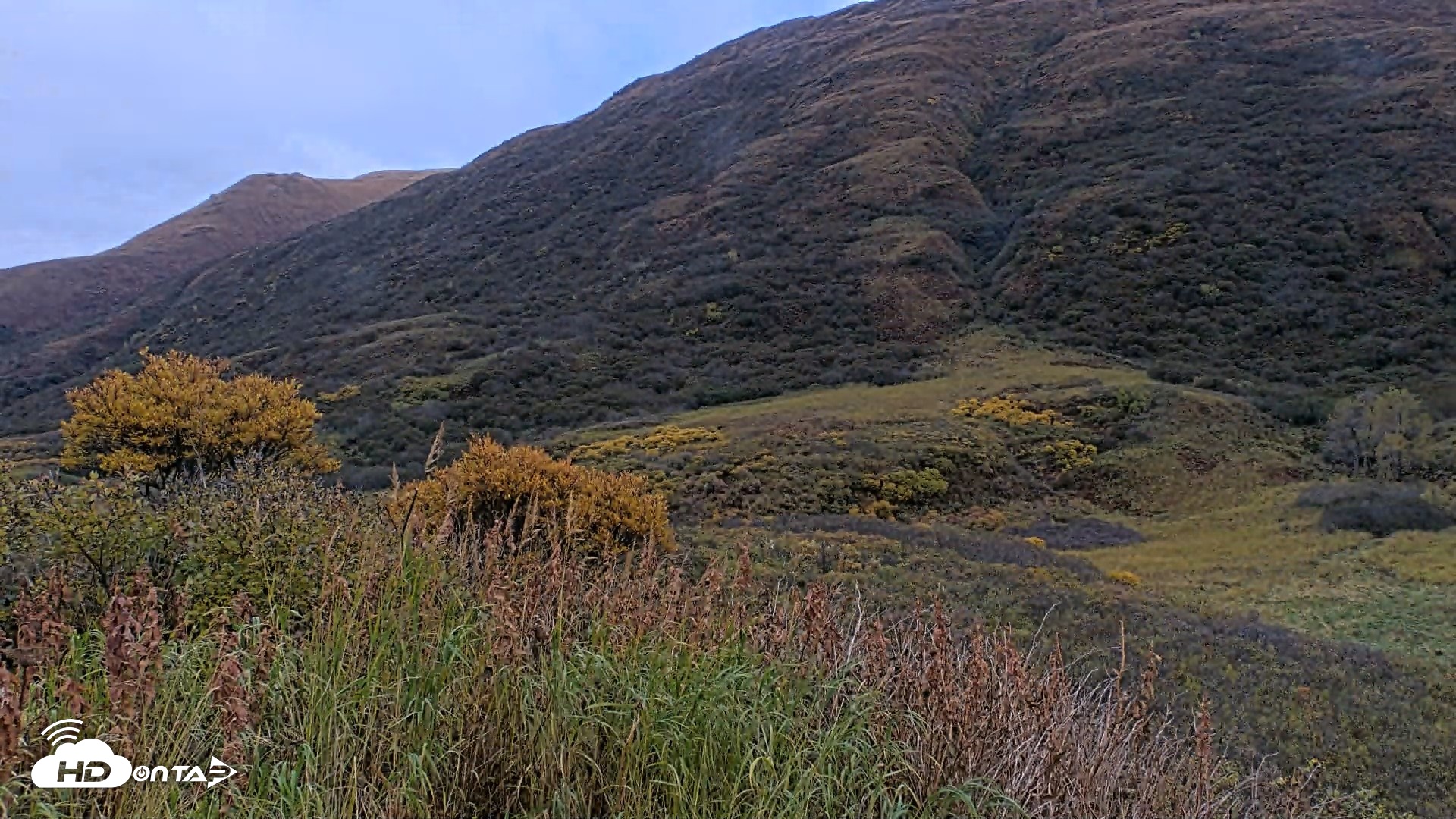Snapshot of Kodiak Alaska Brown Bears Live Webcam taken Oct 6, 2026, 2:12pm AKDT