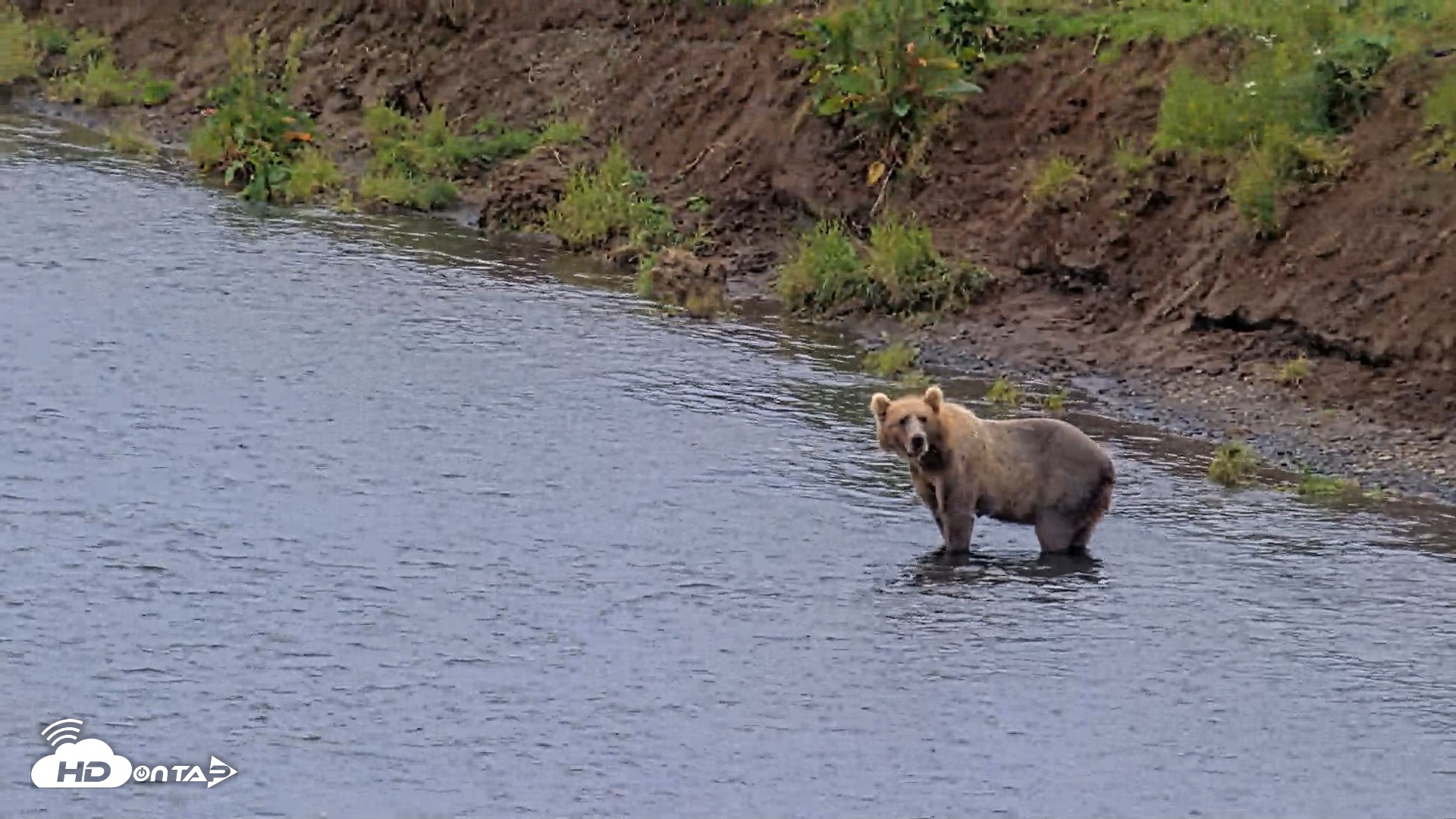 Snapshot of Kodiak Alaska Brown Bears Live Webcam taken Aug 13, 2026, 8:01pm AKDT