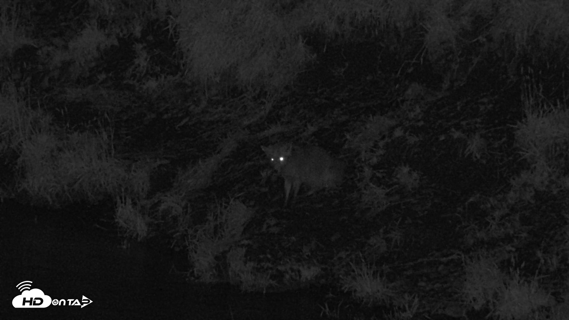 Snapshot of Kodiak Alaska Brown Bears Live Webcam taken Aug 18, 2026, 10:51pm AKDT