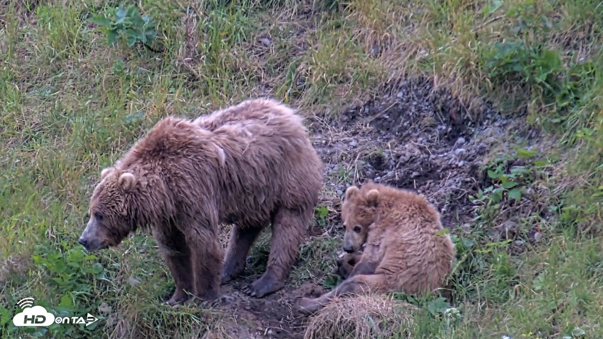 Snapshot of Kodiak Alaska Brown Bears Live Webcam taken Aug 3, 2026, 8:30pm AKDT