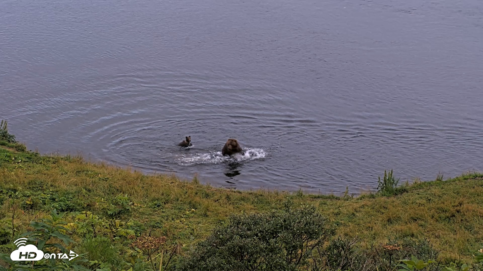 Snapshot of Kodiak Alaska Brown Bears Live Webcam taken Aug 19, 2026, 9:21pm AKDT