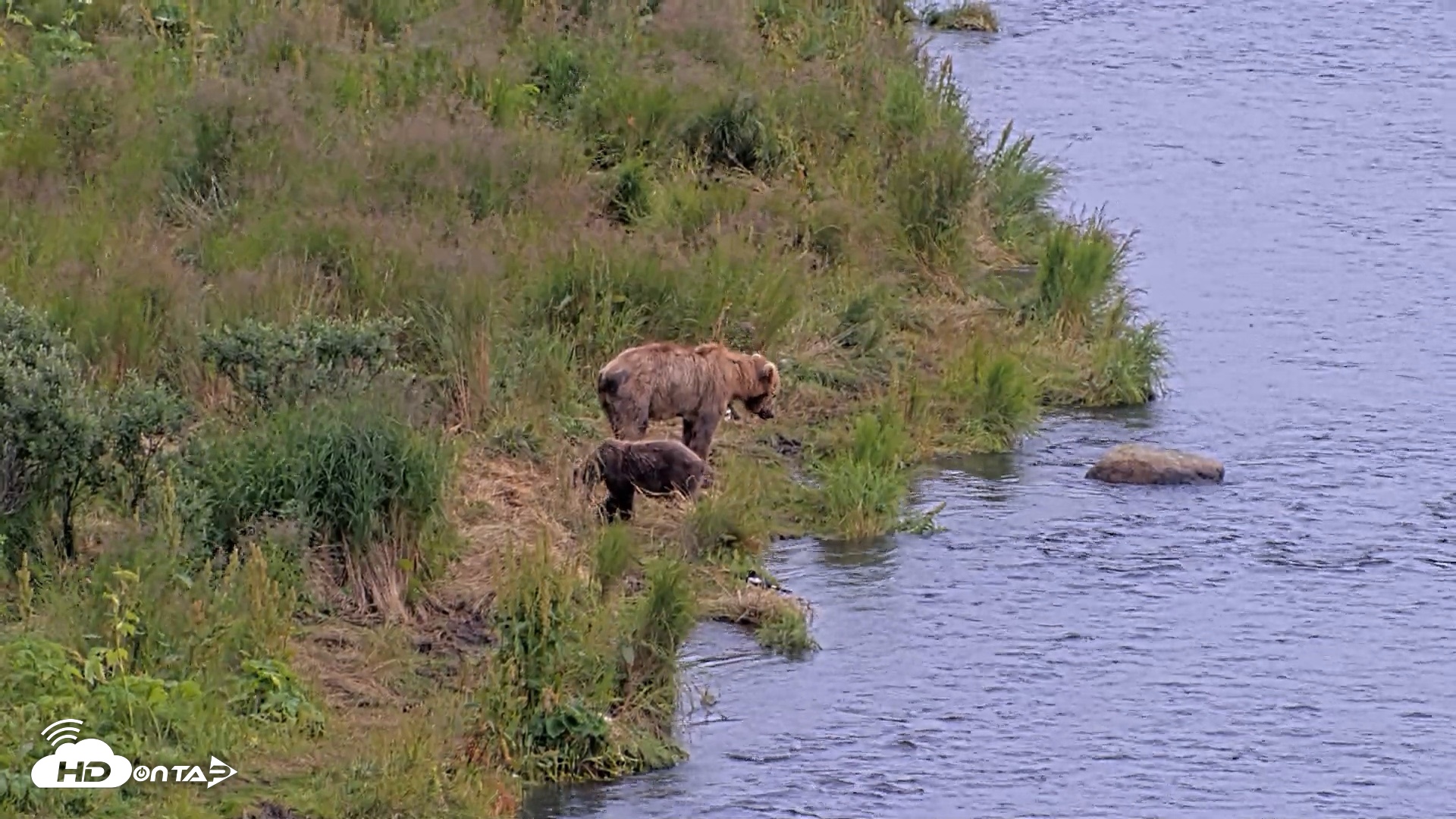 Snapshot of Kodiak Alaska Brown Bears Live Webcam taken Aug 9, 2026, 4:25pm AKDT