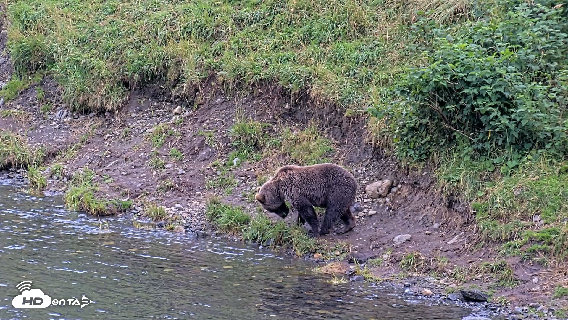 Snapshot of Kodiak Alaska Brown Bears Live Webcam taken Aug 20, 2026, 7:21pm AKDT