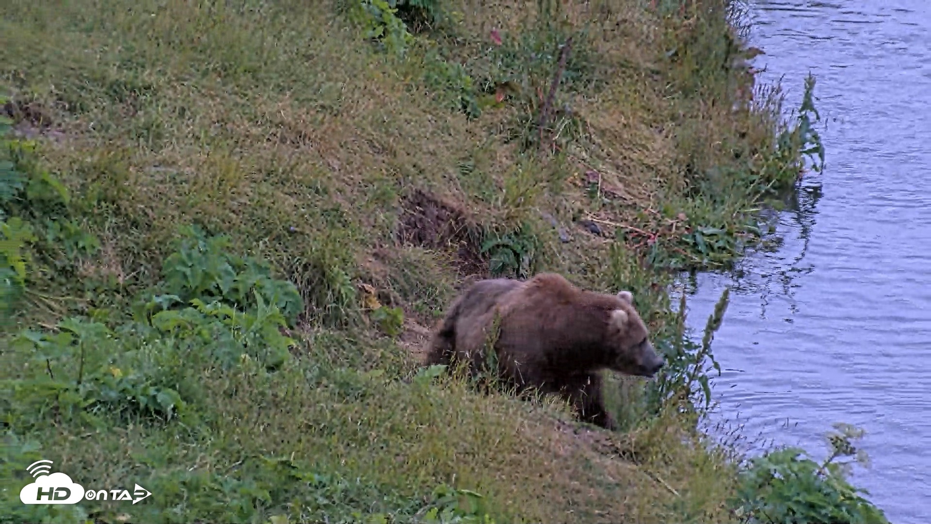Snapshot of Kodiak Alaska Brown Bears Live Webcam taken Aug 3, 2026, 6:37am AKDT