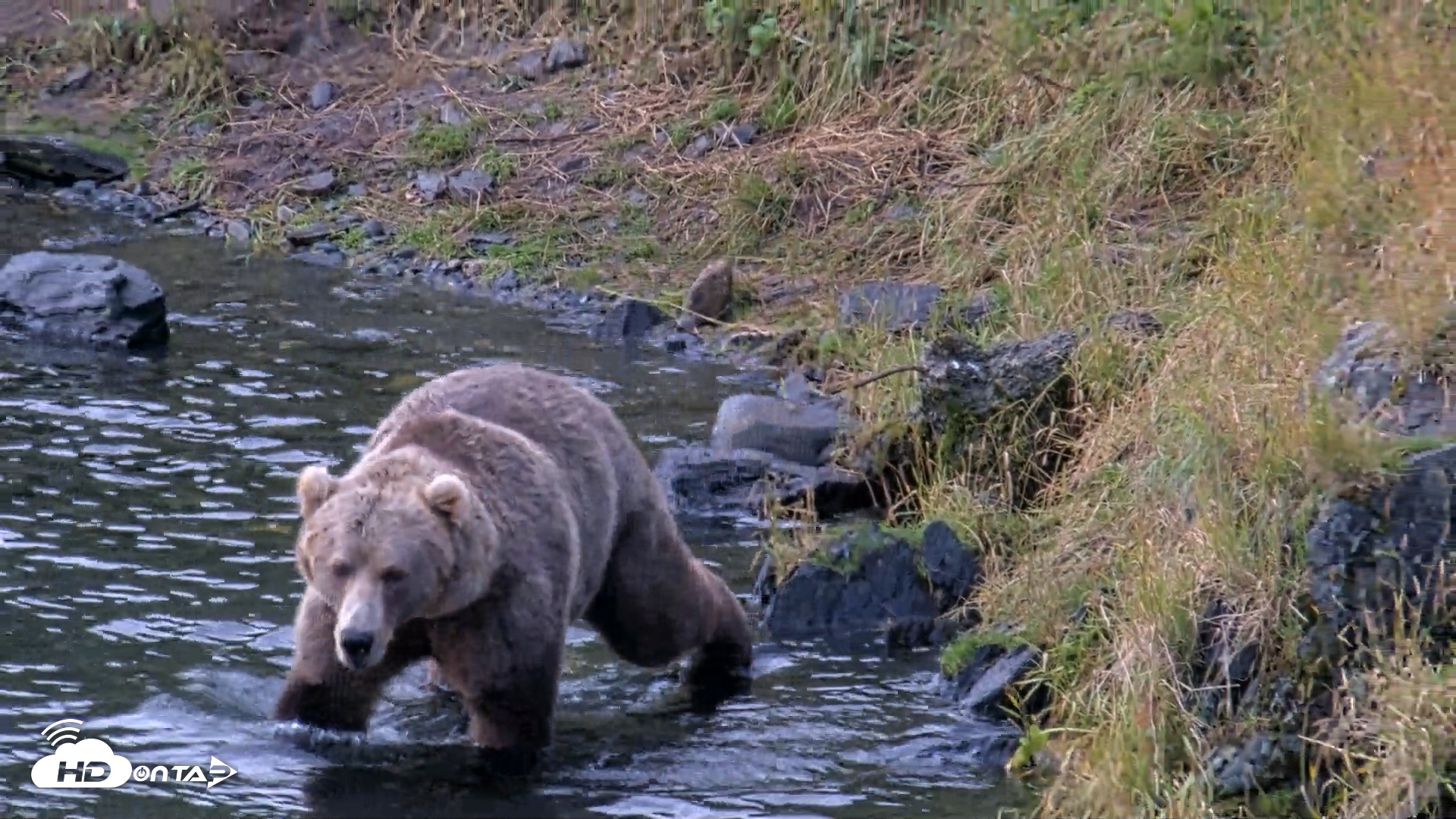 Snapshot of Kodiak Alaska Brown Bears Live Webcam taken Aug 14, 2026, 7:40am AKDT