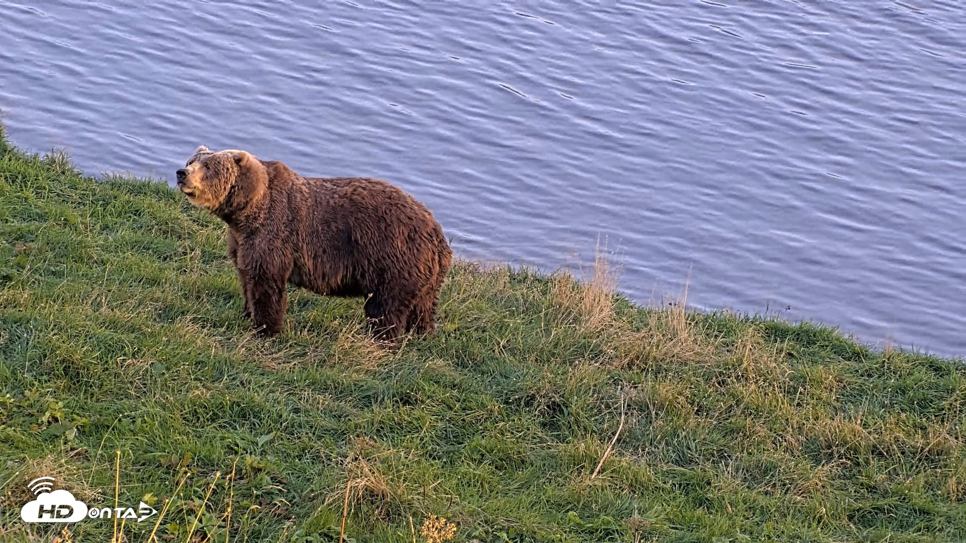 Snapshot of Kodiak Alaska Brown Bears Live Webcam taken Oct 2, 2026, 6:45pm AKDT