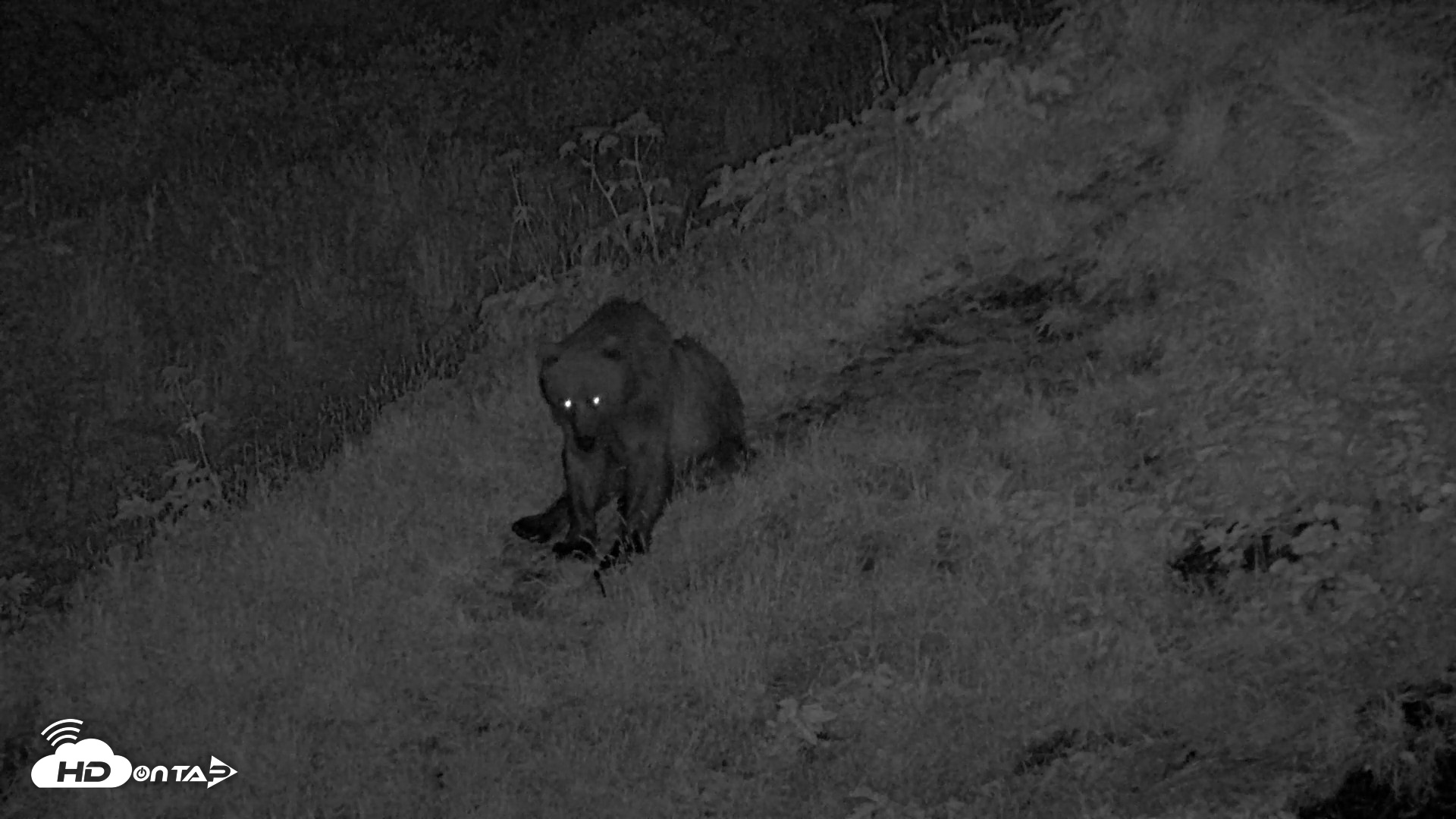 Snapshot of Kodiak Alaska Brown Bears Live Webcam taken Aug 1, 2026, 12:40am AKDT