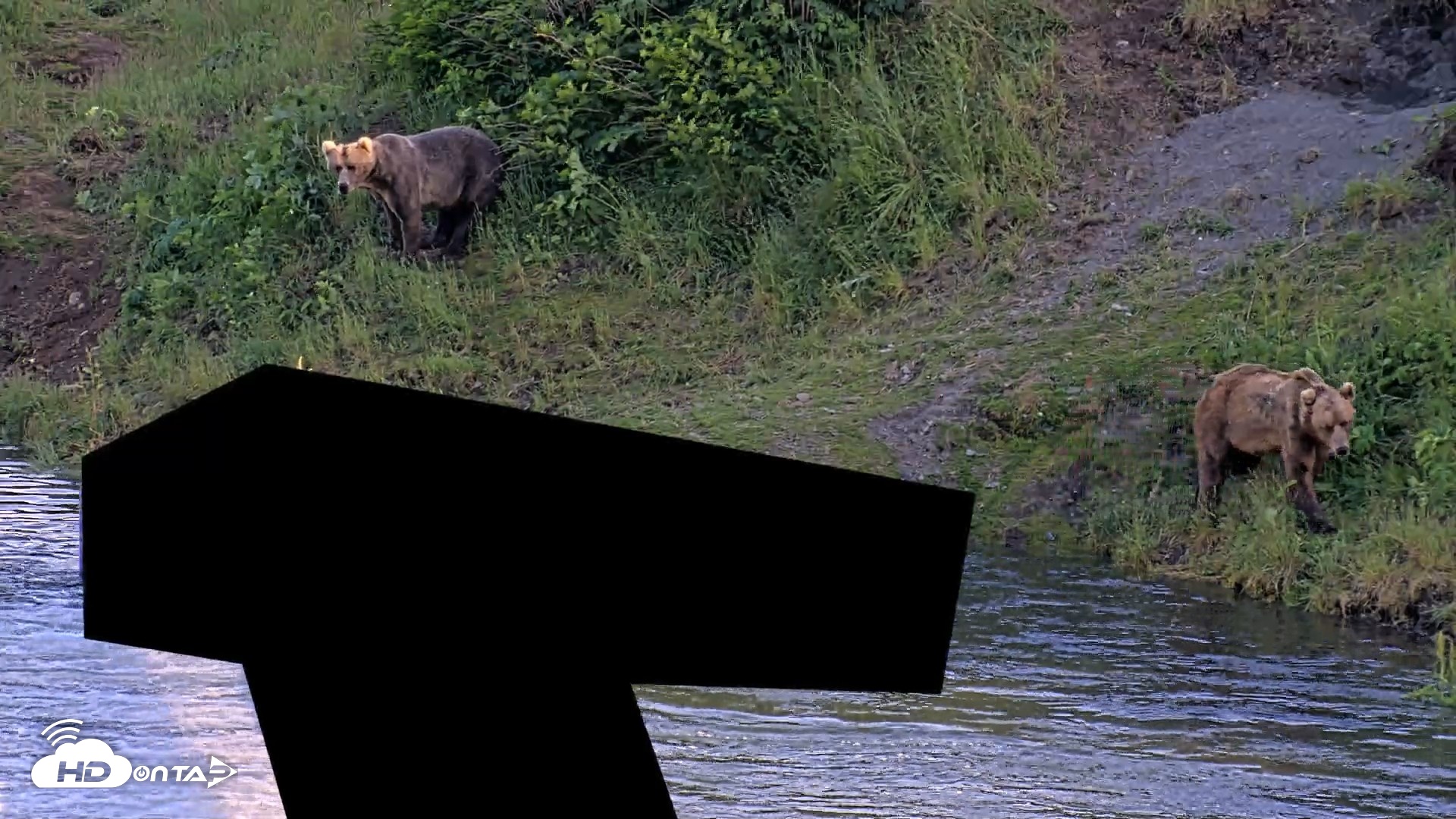 Snapshot of Kodiak Alaska Brown Bears Live Webcam taken Jul 24, 2026, 7:38pm AKDT