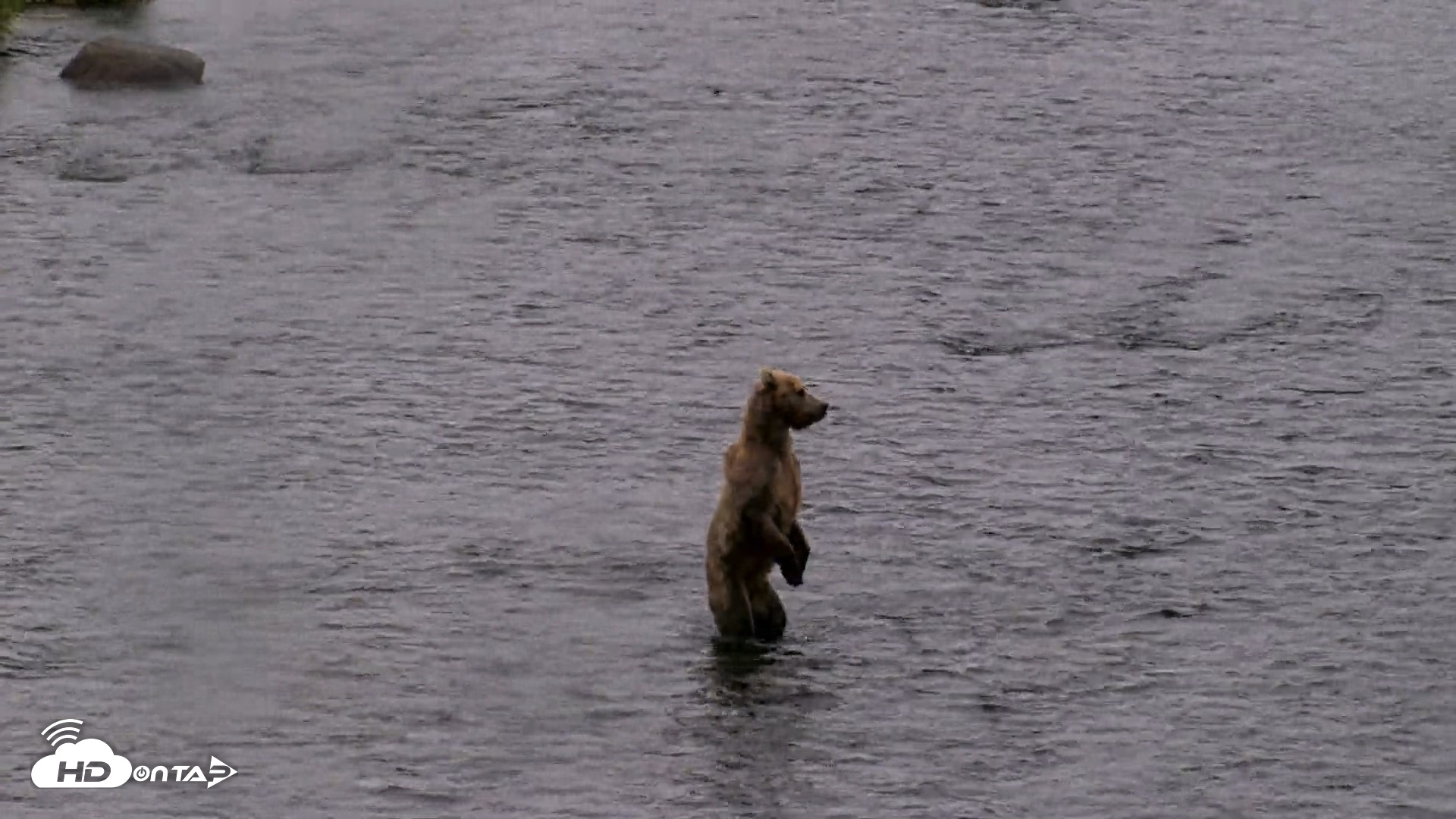 Snapshot of Kodiak Alaska Brown Bears Live Webcam taken Aug 12, 2026, 1:33pm AKDT