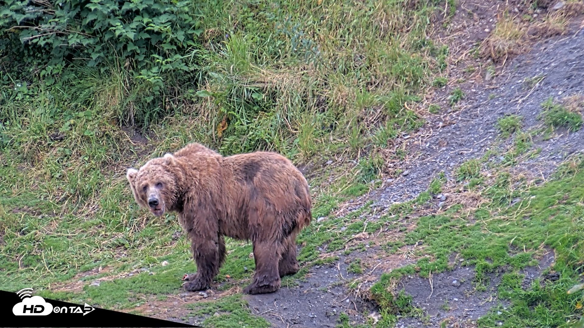 Snapshot of Kodiak Alaska Brown Bears Live Webcam taken Aug 4, 2026, 8:58pm AKDT