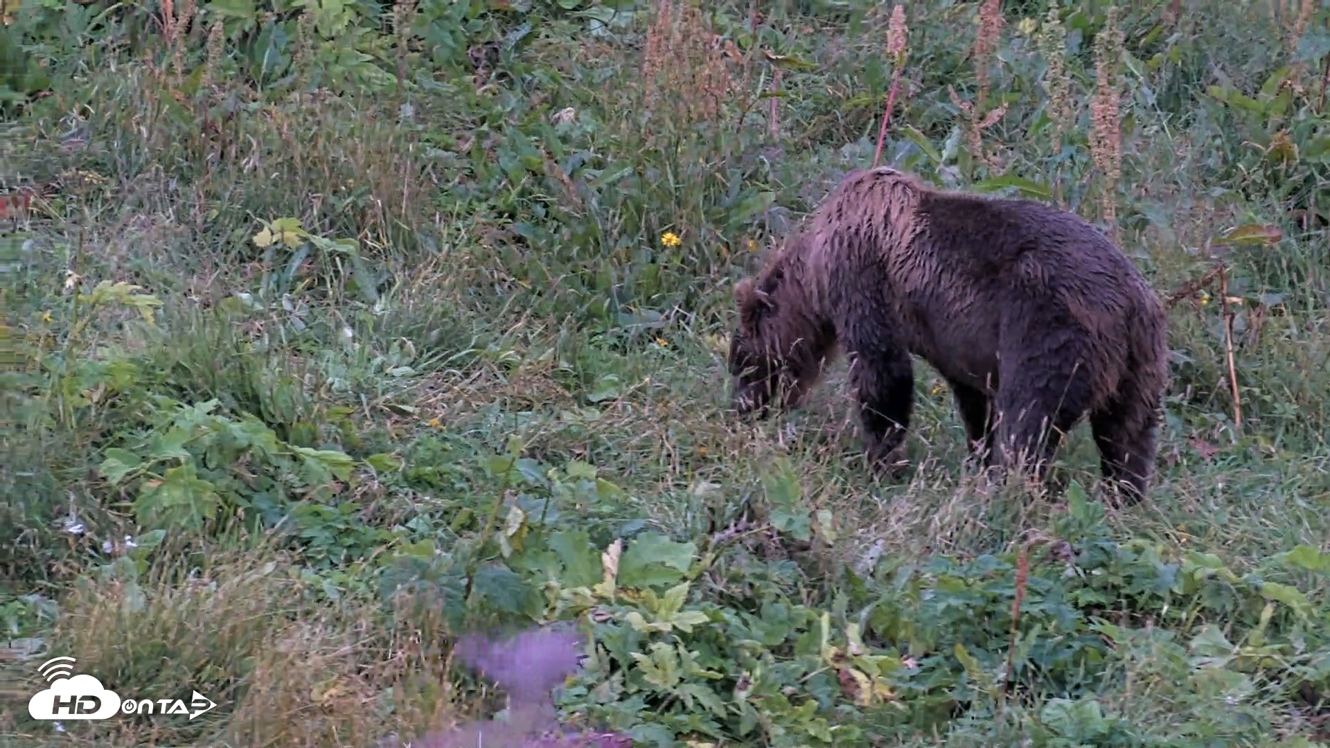 Snapshot of Kodiak Alaska Brown Bears Live Webcam taken Aug 19, 2026, 6:00pm AKDT