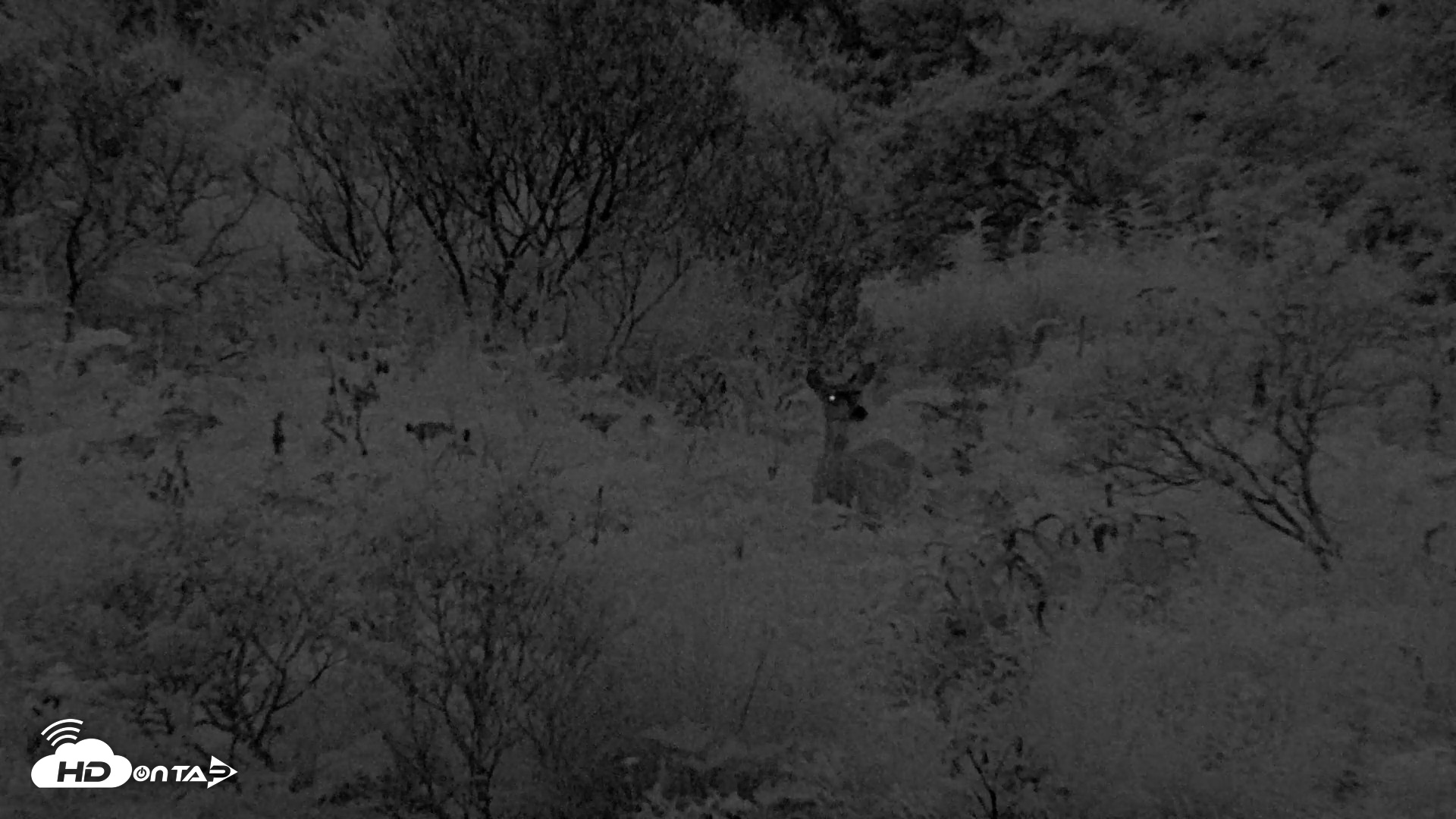 Snapshot of Kodiak Alaska Brown Bears Live Webcam taken Aug 17, 2026, 10:11pm AKDT