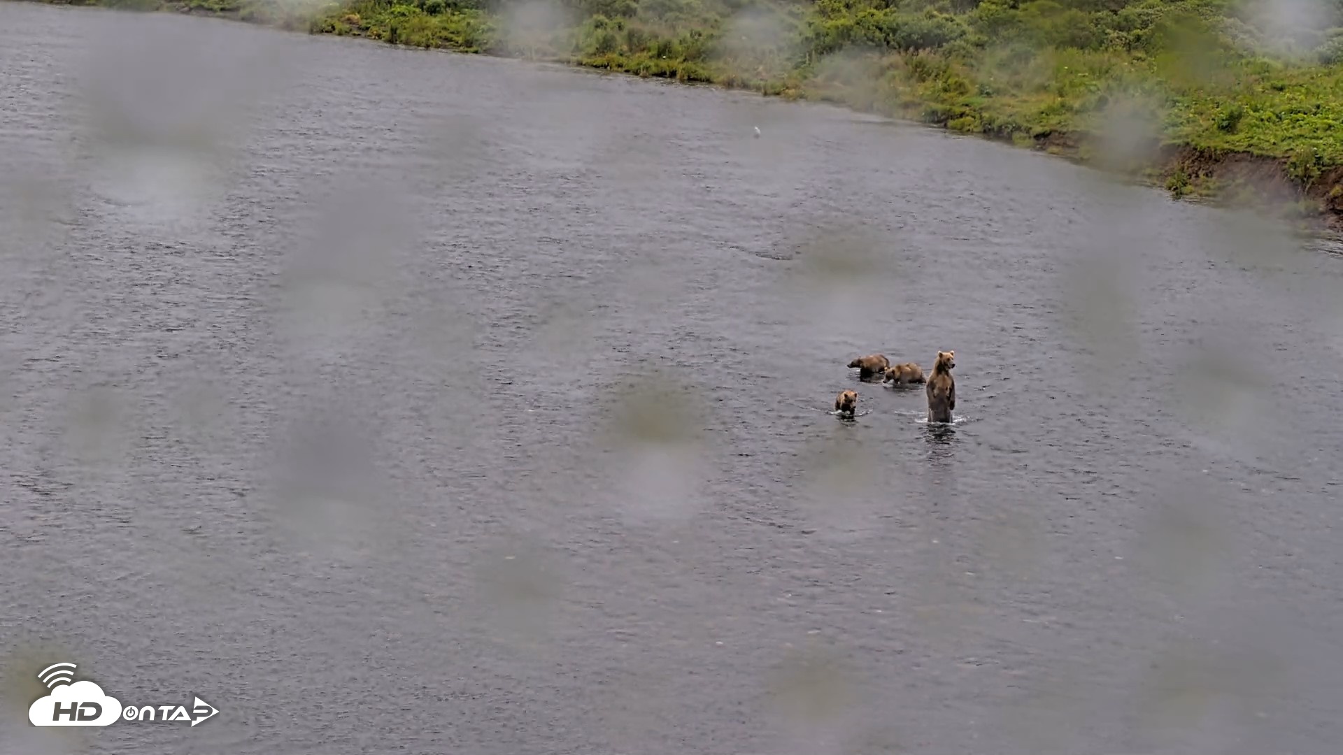 Snapshot of Kodiak Alaska Brown Bears Live Webcam taken Aug 12, 2026, 4:20pm AKDT