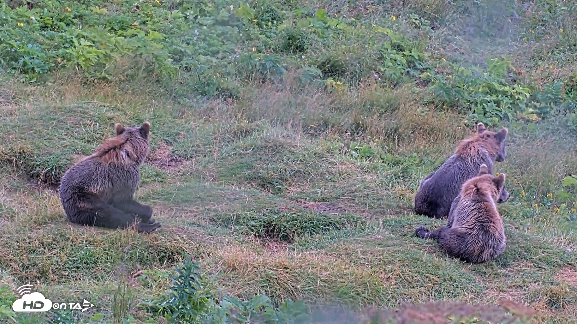 Snapshot of Kodiak Alaska Brown Bears Live Webcam taken Aug 12, 2026, 4:53pm AKDT