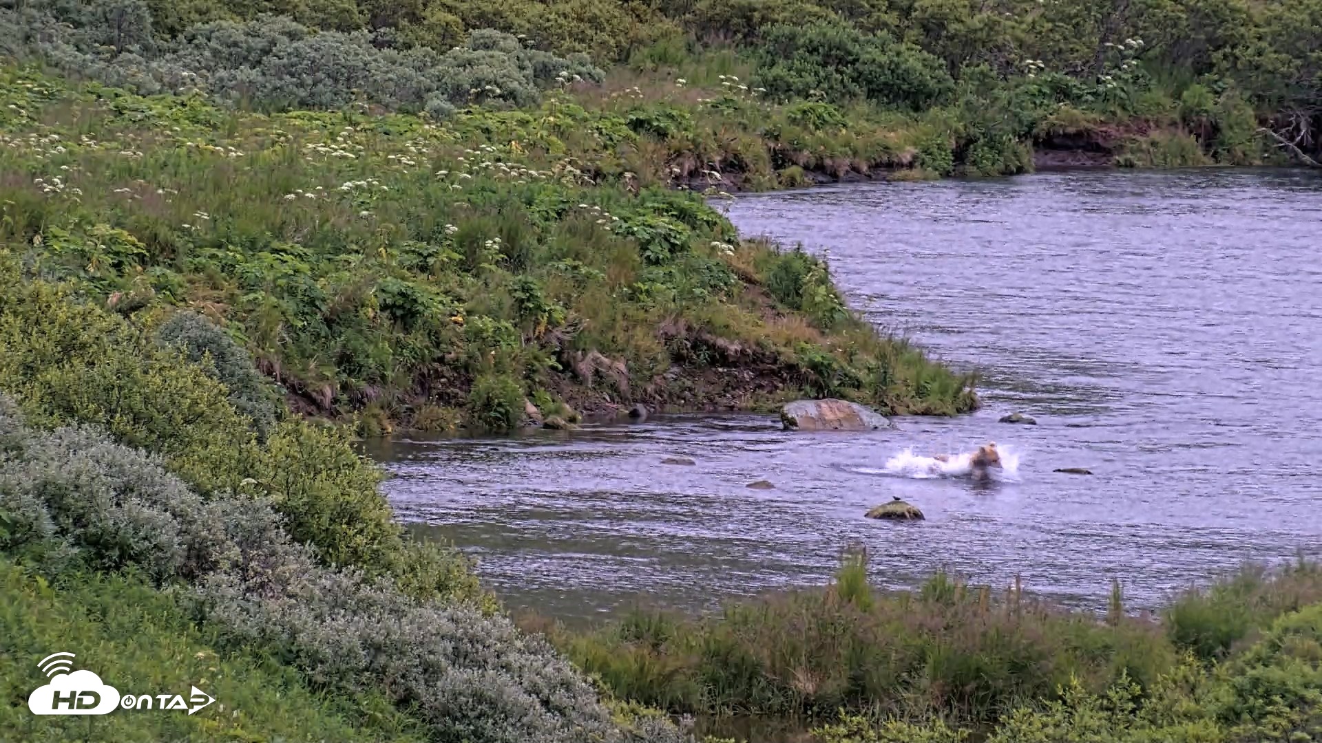 Snapshot of Kodiak Alaska Brown Bears Live Webcam taken Aug 5, 2026, 6:48am AKDT