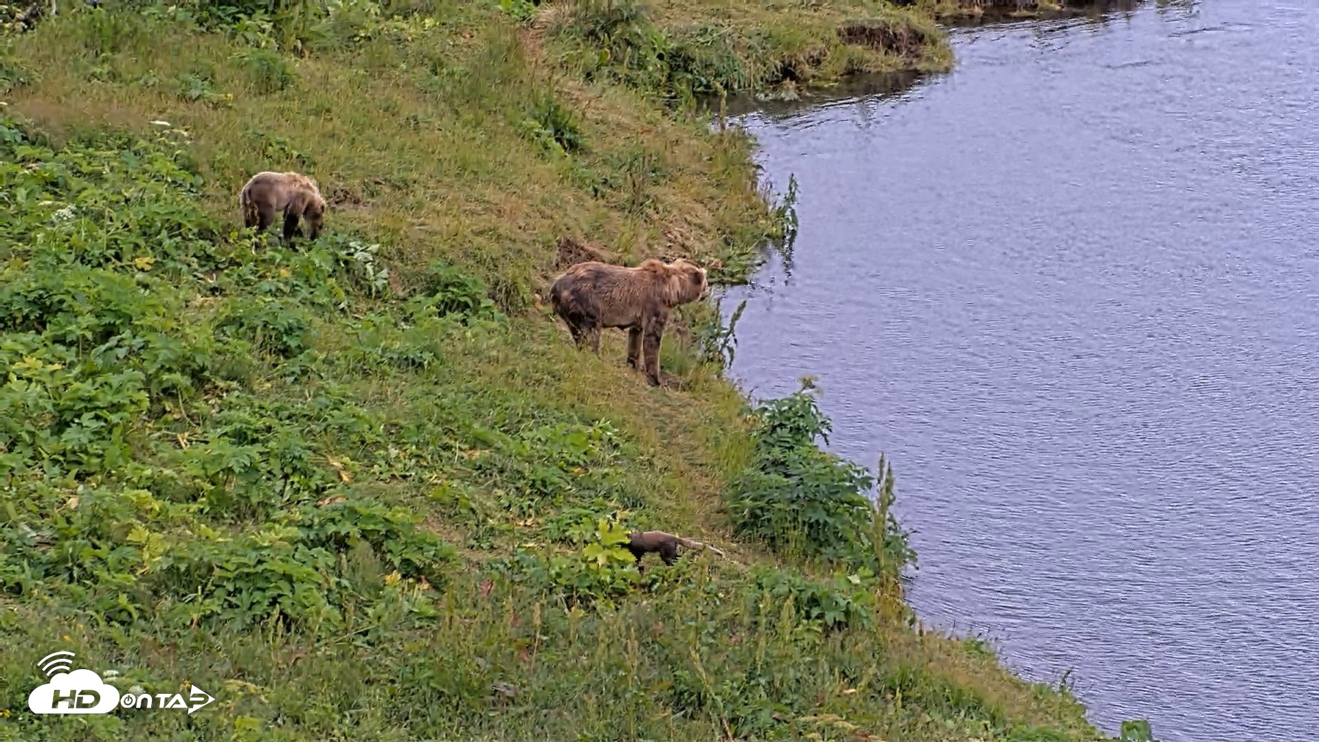 Snapshot of Kodiak Alaska Brown Bears Live Webcam taken Aug 4, 2026, 4:48pm AKDT