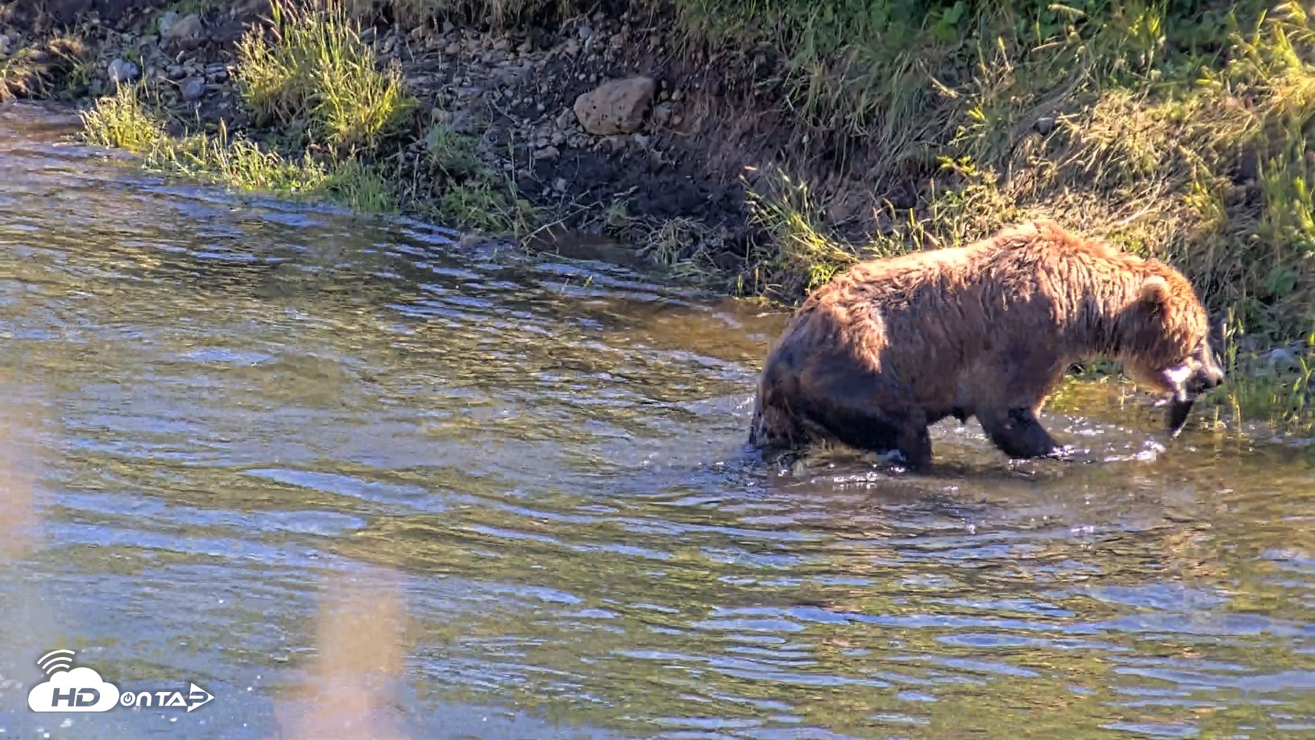 Snapshot of Kodiak Alaska Brown Bears Live Webcam taken Jul 30, 2026, 4:58pm AKDT