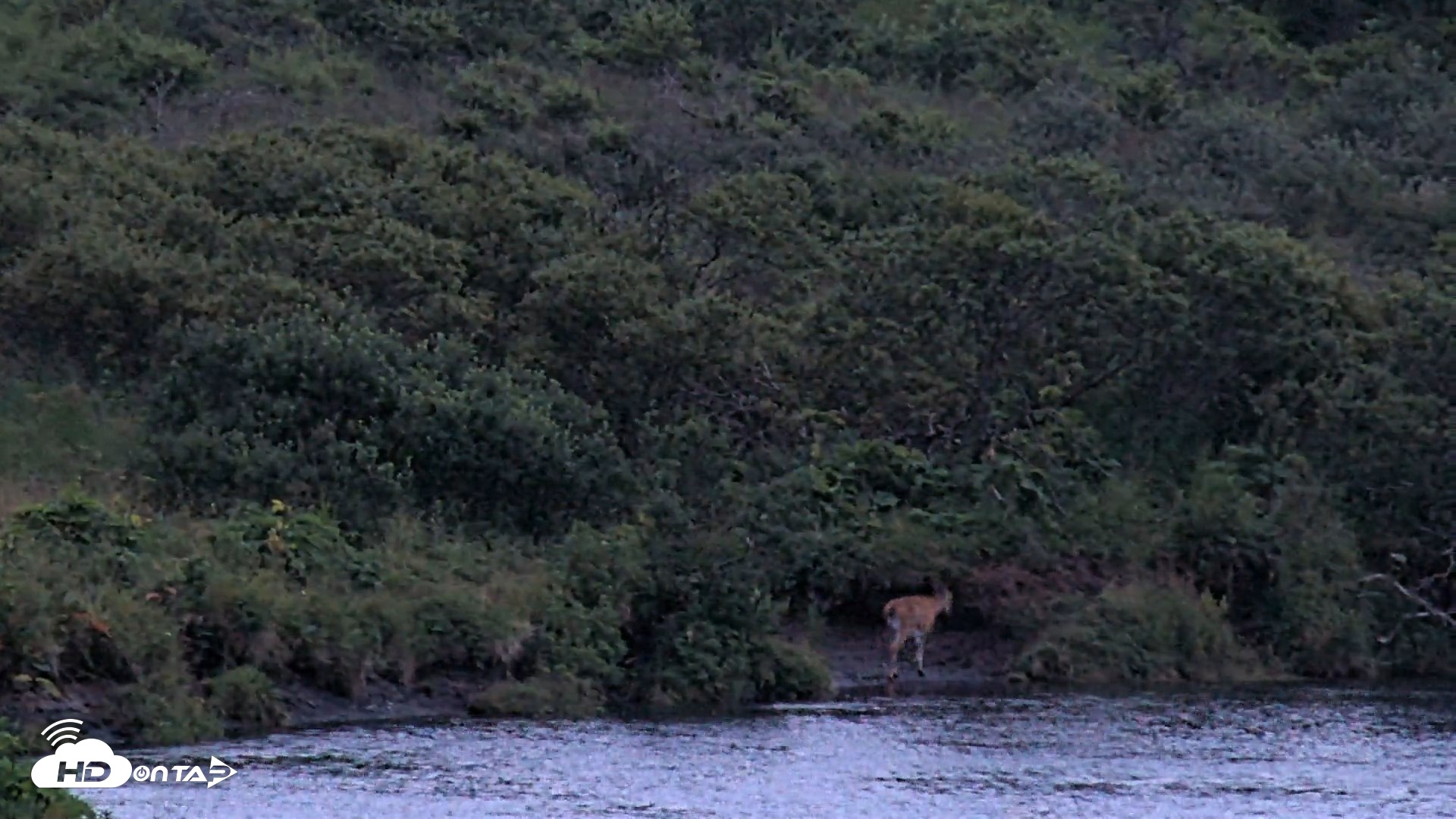 Snapshot of Kodiak Alaska Brown Bears Live Webcam taken Aug 18, 2026, 9:52pm AKDT
