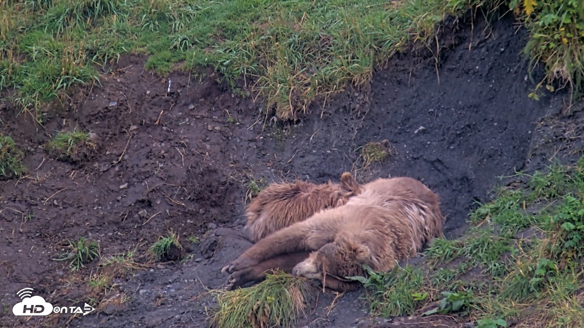 Snapshot of Kodiak Alaska Brown Bears Live Webcam taken Aug 13, 2026, 7:33pm AKDT