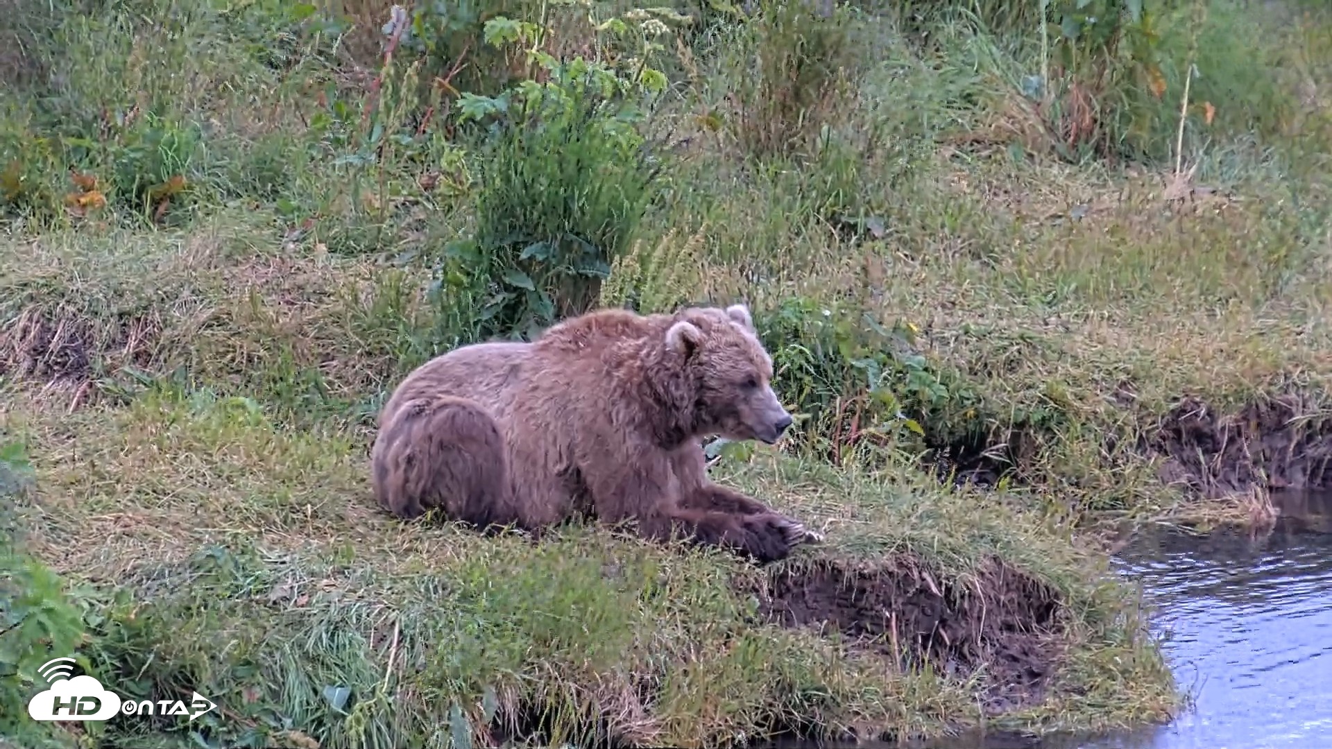 Snapshot of Kodiak Alaska Brown Bears Live Webcam taken Aug 3, 2026, 8:07pm AKDT
