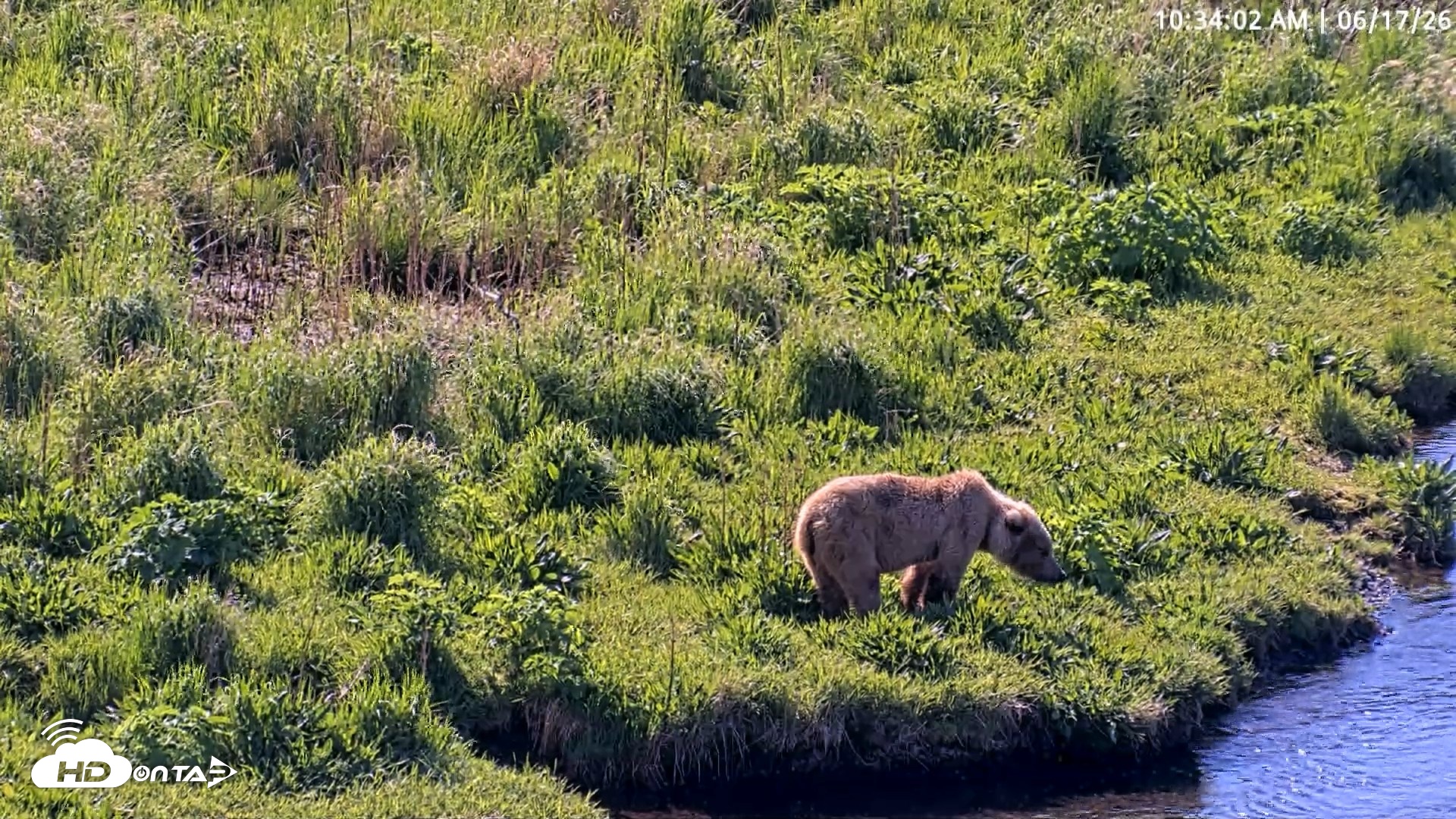 Snapshot of Kodiak Alaska Brown Bears Live Webcam taken Jun 17, 2026, 10:34am AKDT