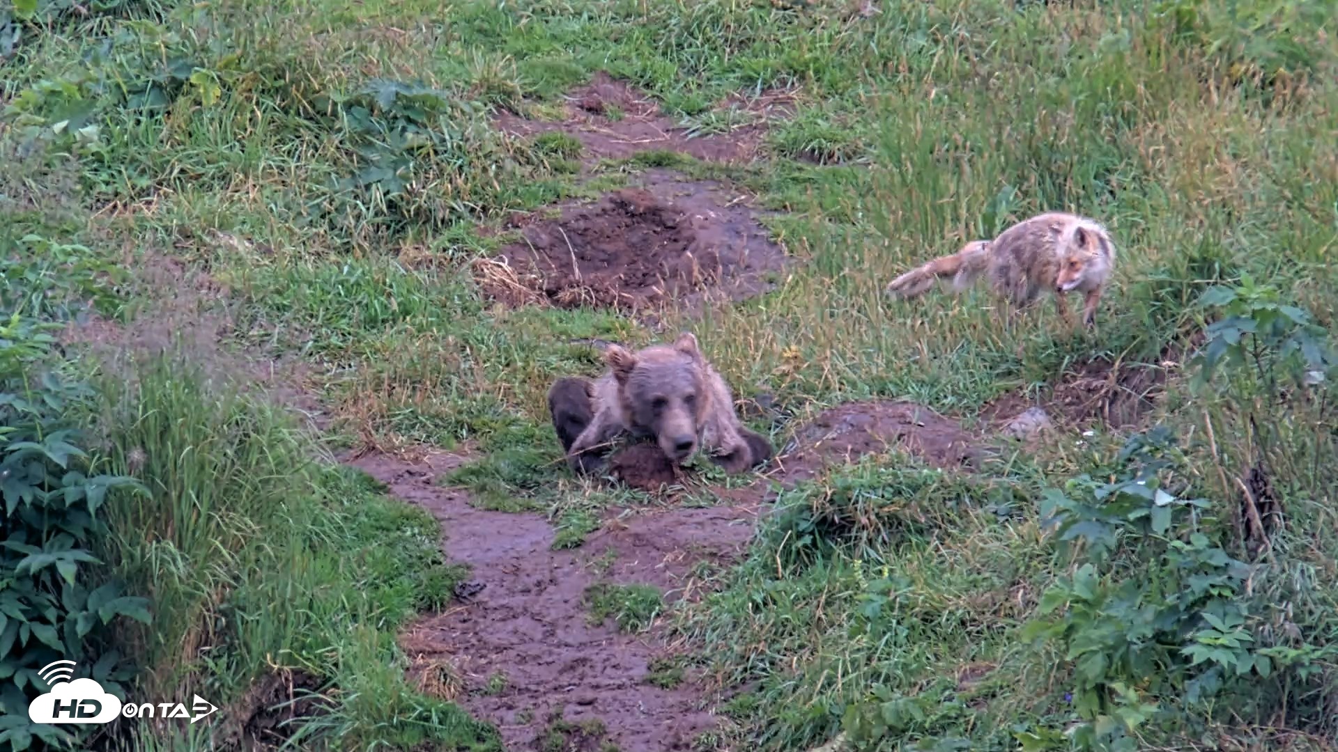 Snapshot of Kodiak Alaska Brown Bears Live Webcam taken Aug 13, 2026, 7:40pm AKDT