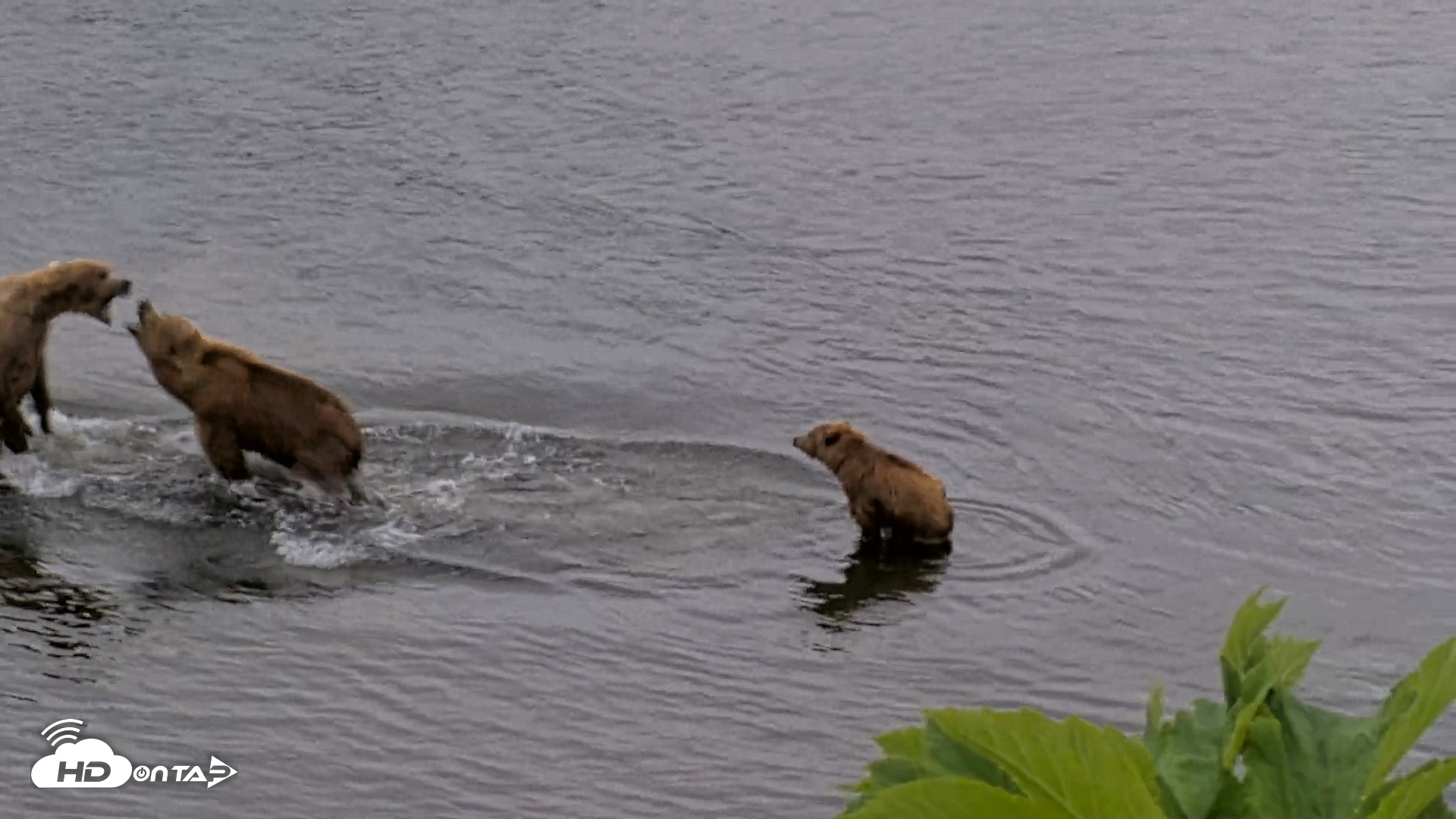 Snapshot of Kodiak Alaska Brown Bears Live Webcam taken Jul 12, 2026, 2:05pm AKDT