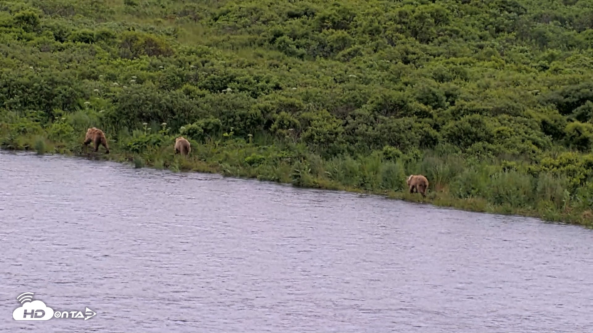 Snapshot of Kodiak Alaska Brown Bears Live Webcam taken Jul 23, 2026, 2:45pm AKDT