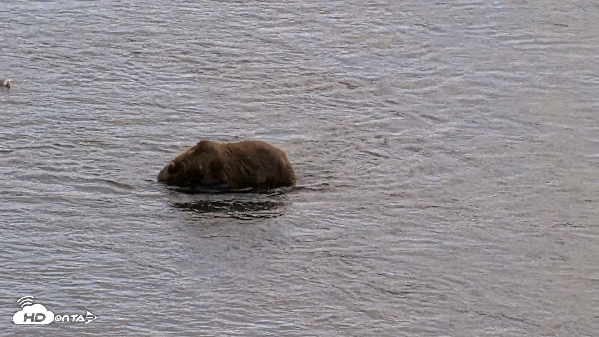 Snapshot of Kodiak Alaska Brown Bears Live Webcam taken Aug 20, 2026, 5:19pm AKDT