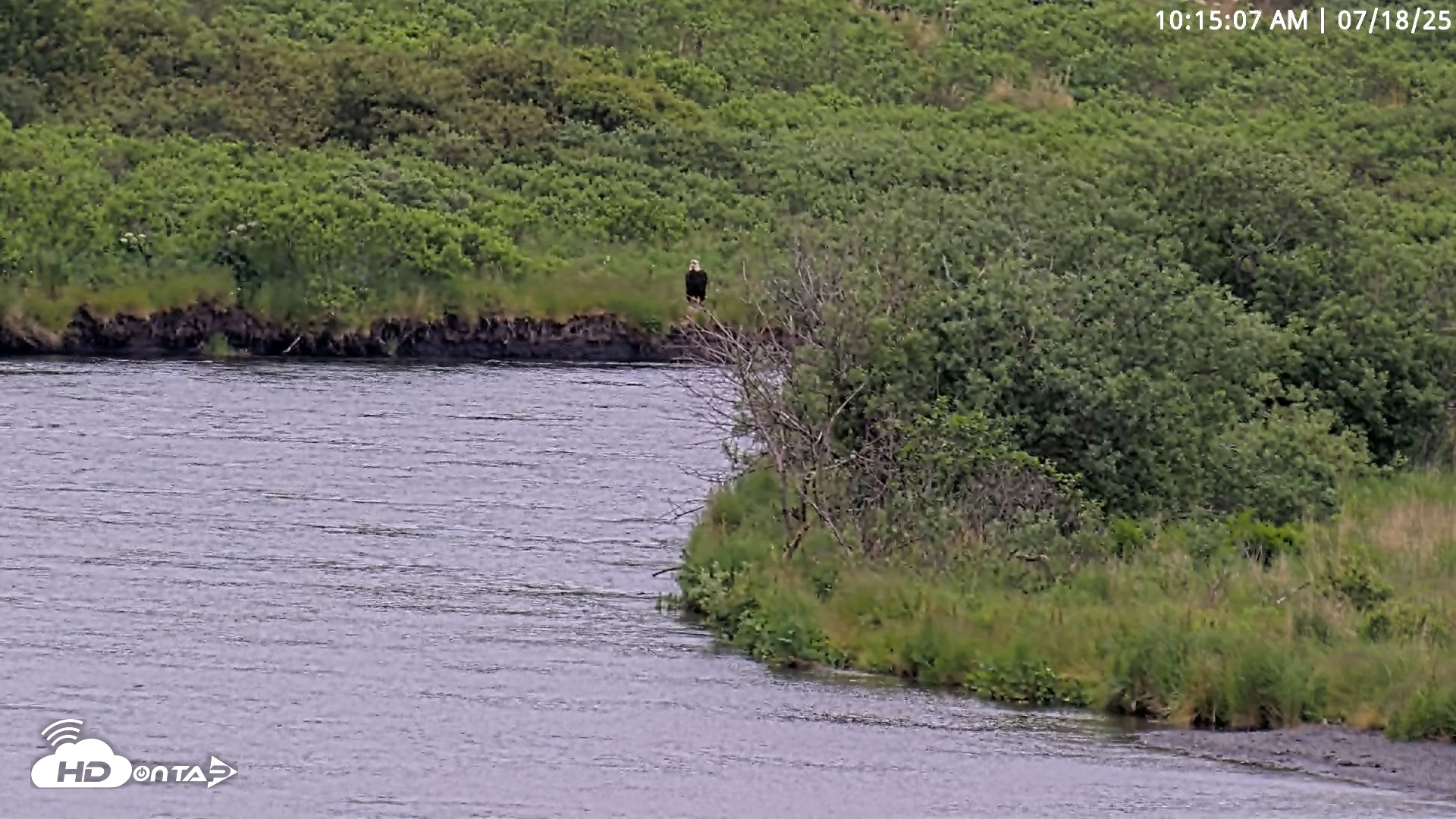 Snapshot of Kodiak Alaska Brown Bears Live Webcam taken Jul 18, 2025, 10:15am AKDT