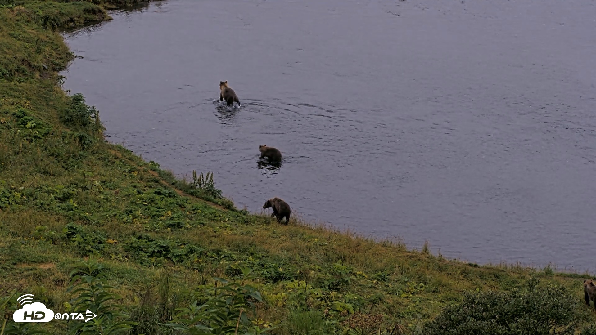 Snapshot of Kodiak Alaska Brown Bears Live Webcam taken Aug 17, 2026, 8:45pm AKDT