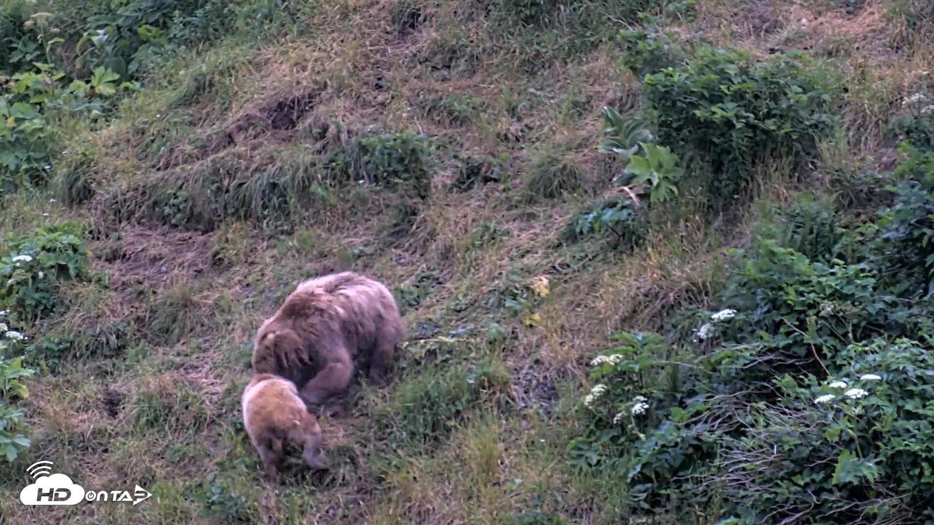 Snapshot of Kodiak Alaska Brown Bears Live Webcam taken Aug 3, 2026, 10:11pm AKDT