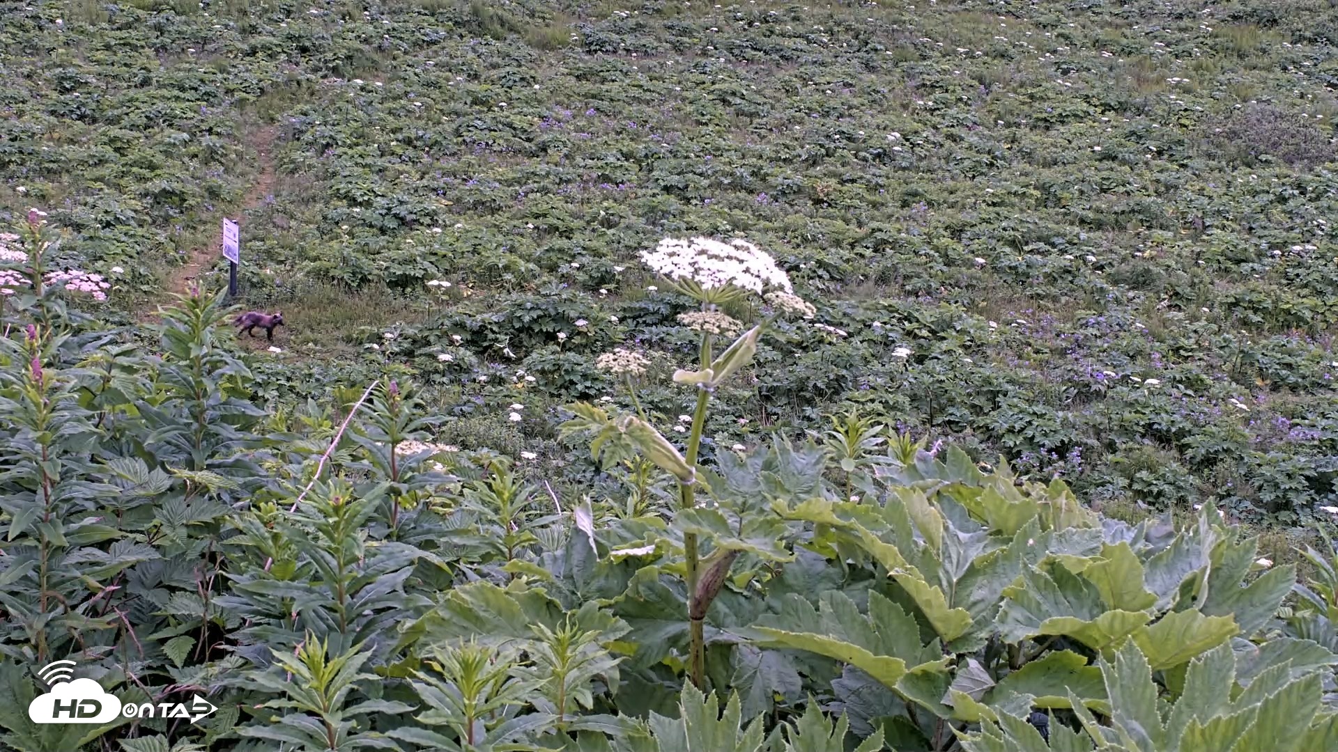 Snapshot of Kodiak Alaska Brown Bears Live Webcam taken Jul 19, 2026, 9:40pm AKDT