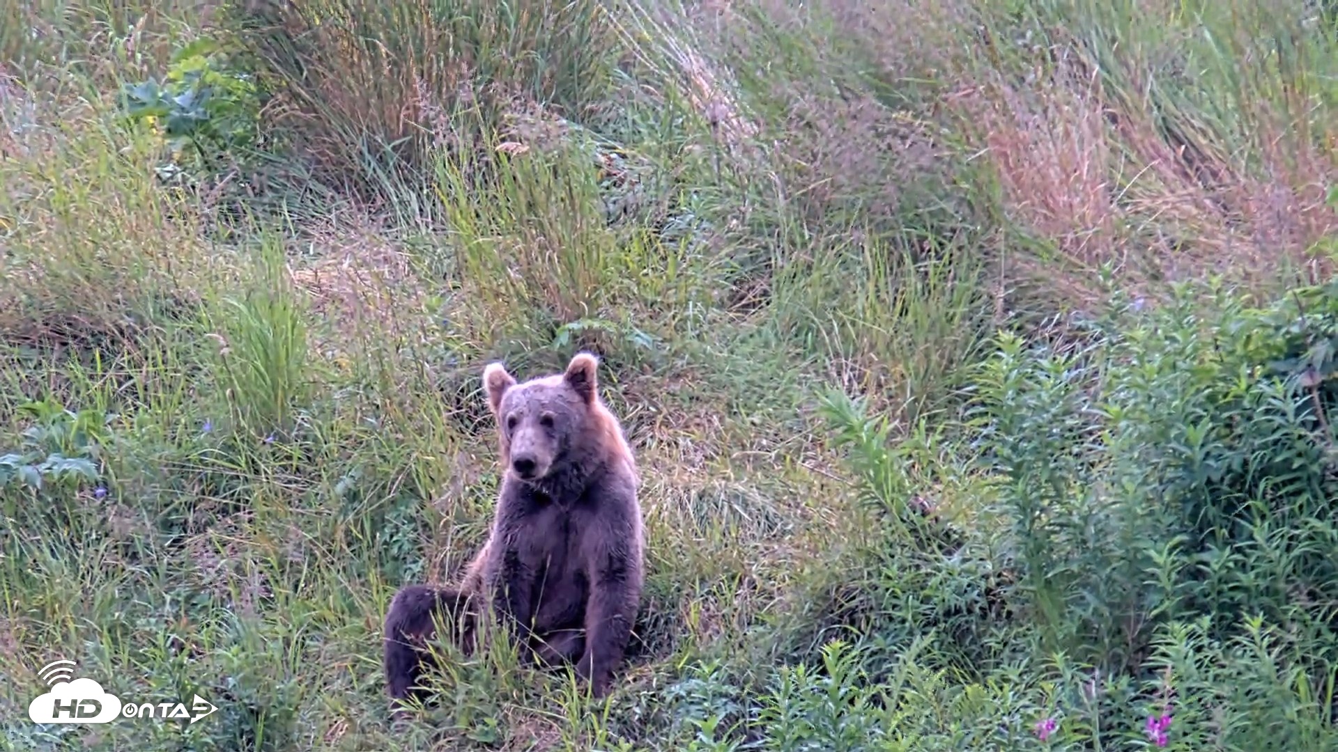 Snapshot of Kodiak Alaska Brown Bears Live Webcam taken Aug 7, 2026, 4:46pm AKDT