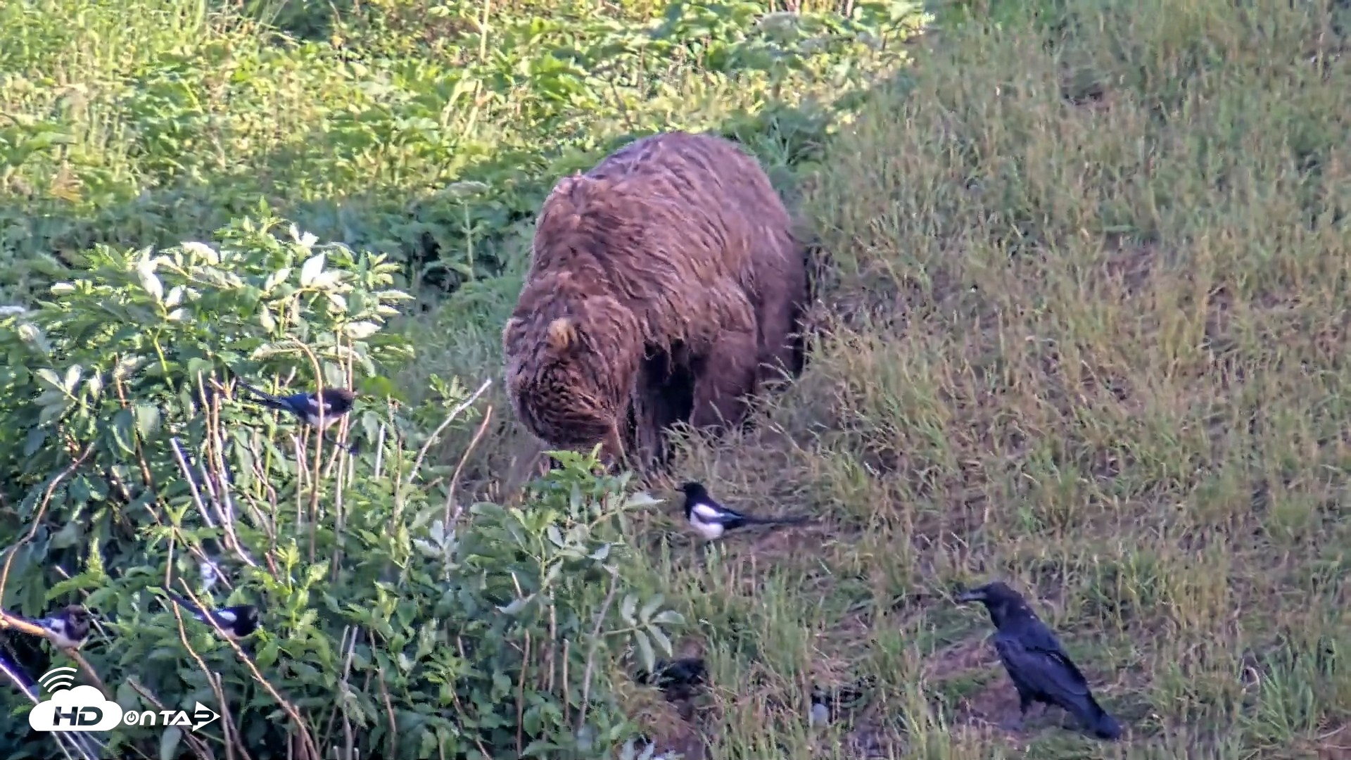 Snapshot of Kodiak Alaska Brown Bears Live Webcam taken Jul 25, 2026, 7:26pm AKDT