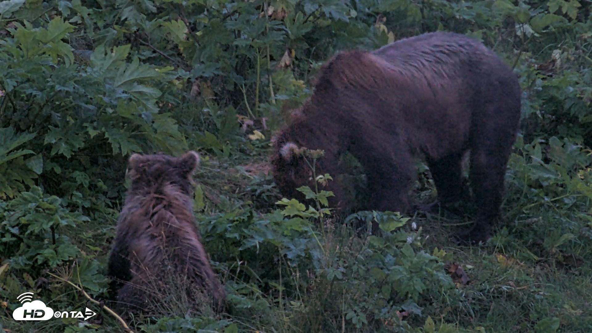 Snapshot of Kodiak Alaska Brown Bears Live Webcam taken Aug 19, 2026, 6:55am AKDT