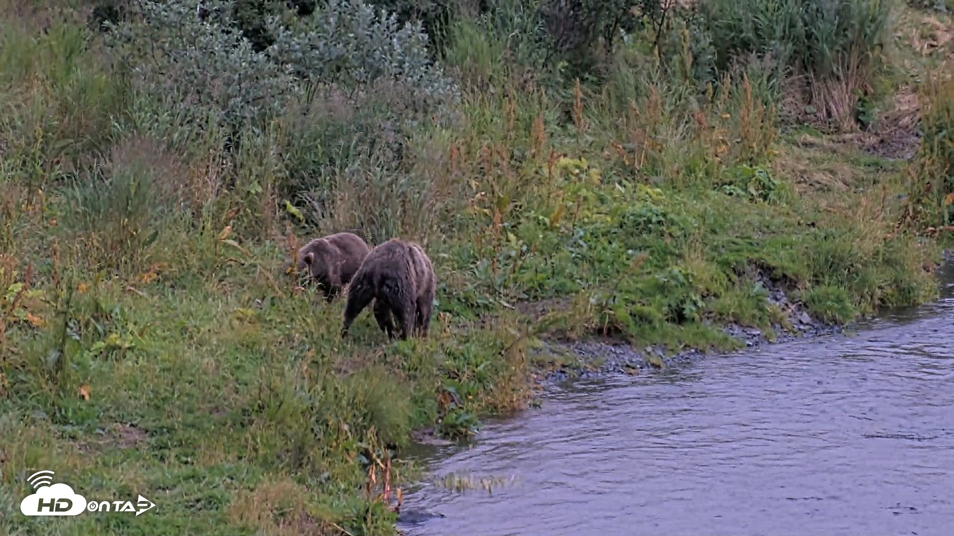 Snapshot of Kodiak Alaska Brown Bears Live Webcam taken Aug 20, 2026, 8:46pm AKDT