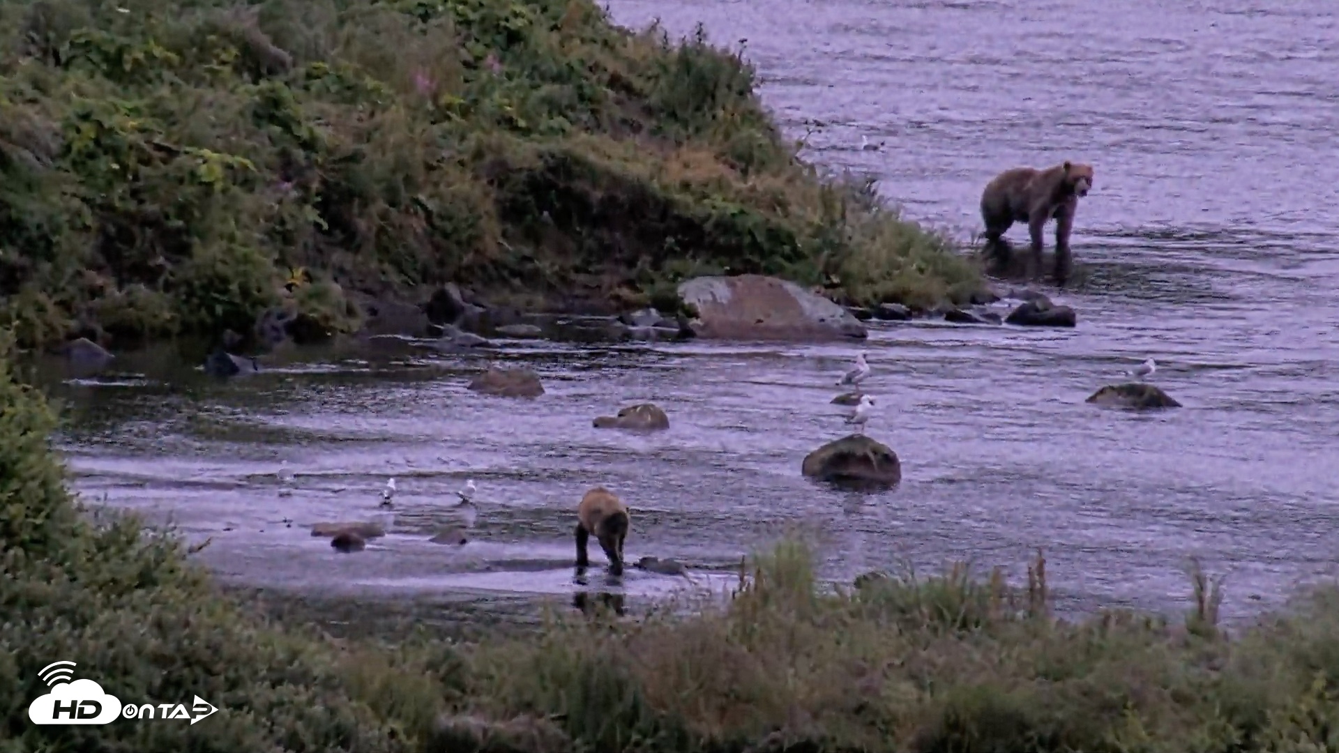 Snapshot of Kodiak Alaska Brown Bears Live Webcam taken Aug 20, 2026, 7:37am AKDT