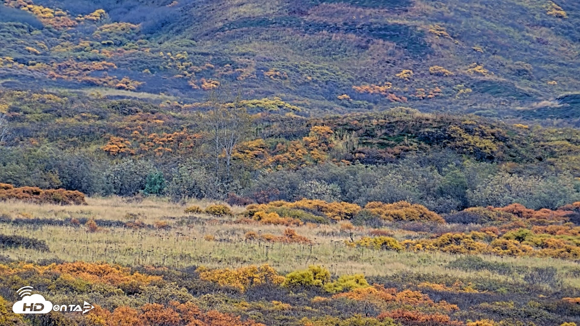Snapshot of Kodiak Alaska Brown Bears Live Webcam taken Oct 6, 2026, 2:23pm AKDT